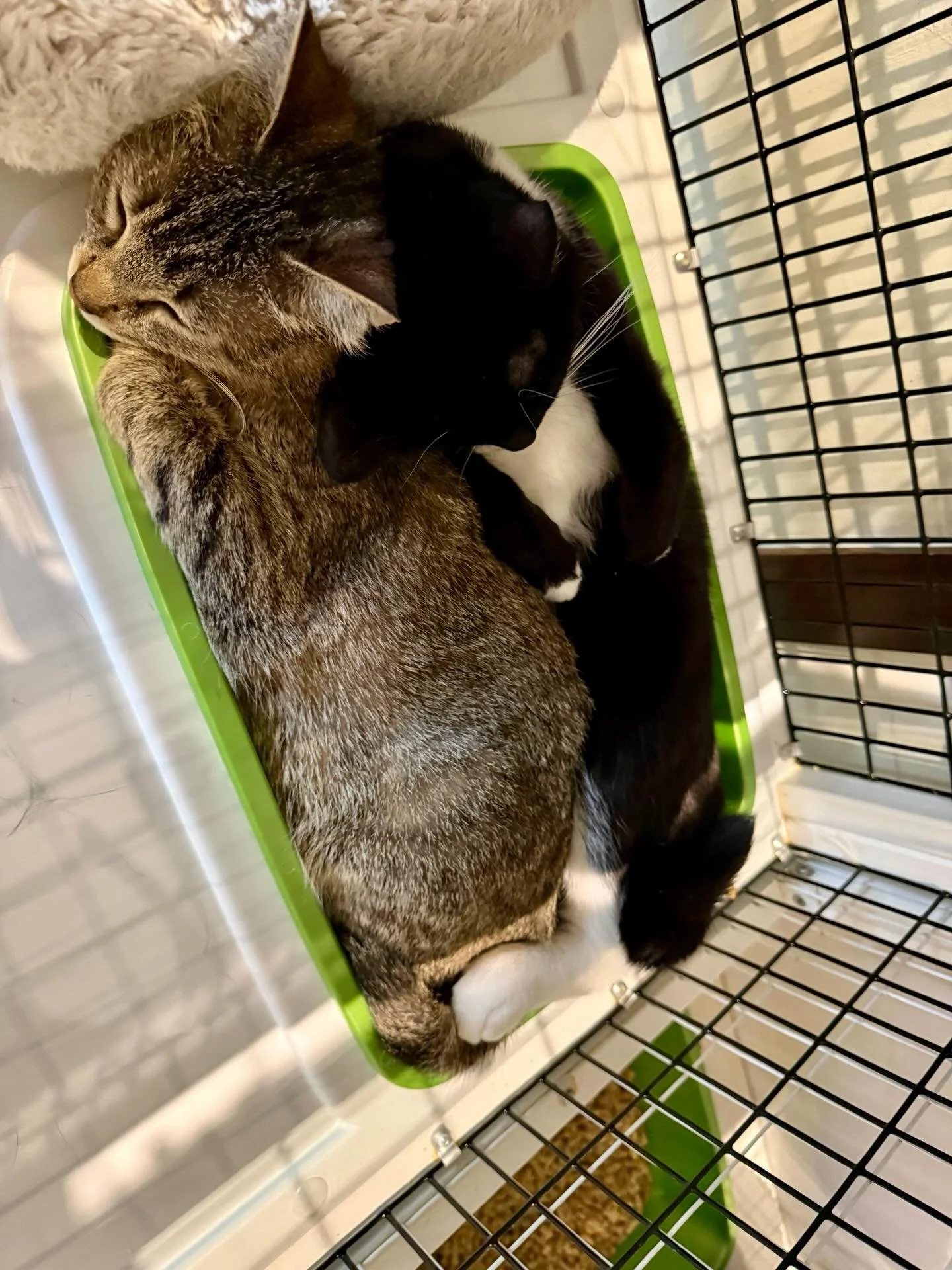 Nutmeg found her emotional support cat, but he may be more than she bargained for. 🐾😸💕 #meownutmeg #meowpikachu #cutecats #seattlemeowtropolitan