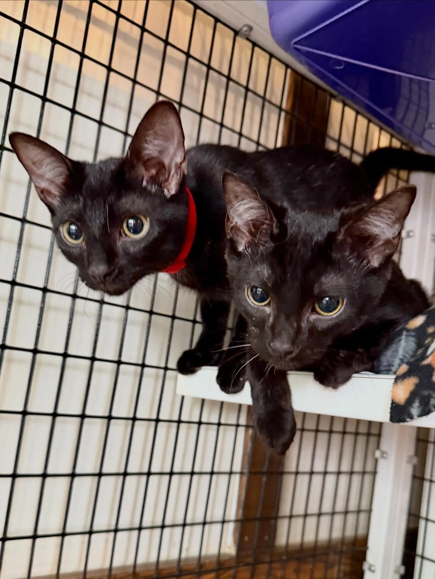 The beans have entered the lounge. 🫘 Pinto &amp; Garbanzo are here: small beans, big pursonalities.  This sister and brother duo is too cute to handle and so playful and friendly! 🐈&zwj;⬛ They are making themselves comfortable in the lounge and can