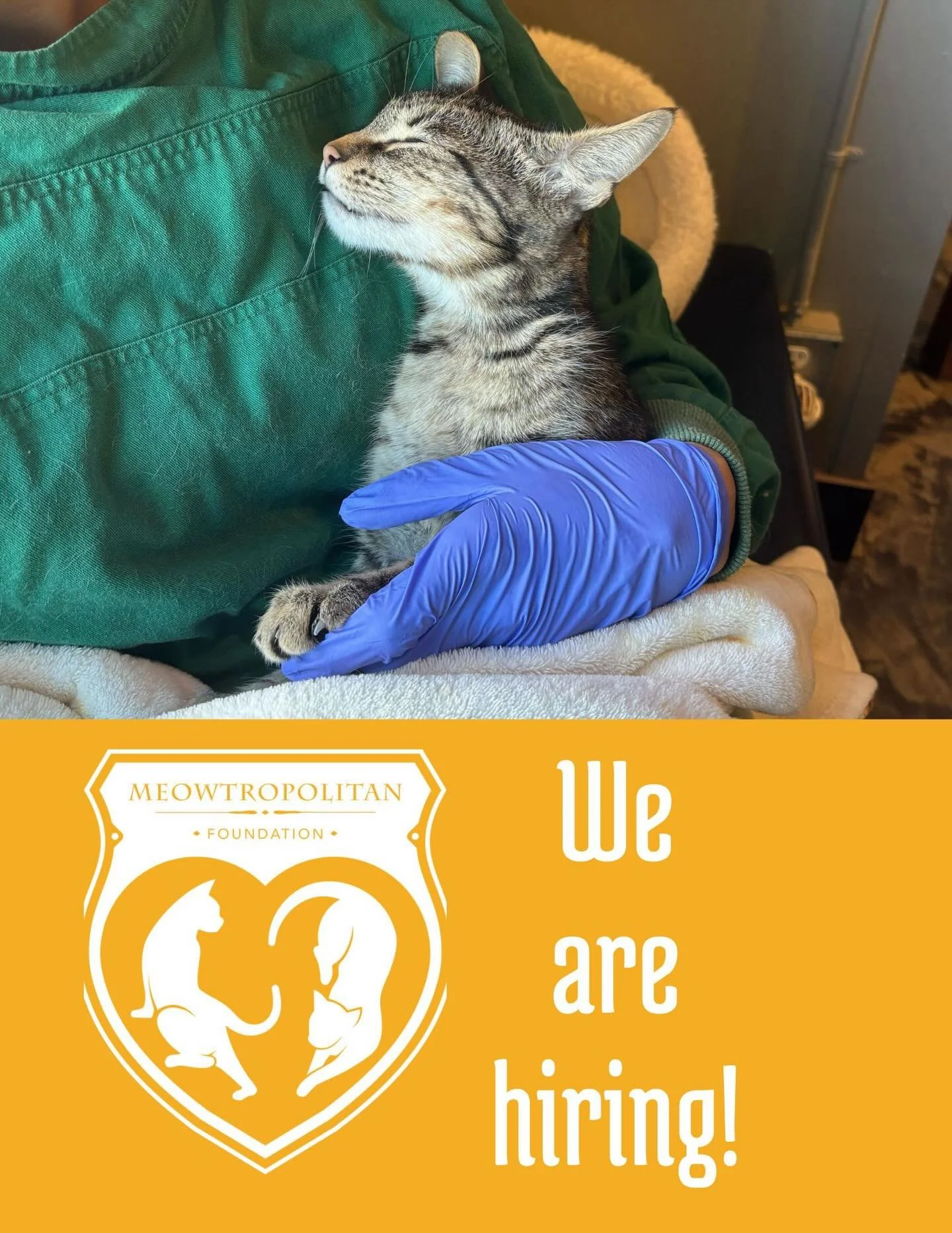 We&rsquo;re hiring! 🐾

The Meowtropolitan Foundation is looking for a compassionate, cat-savvy Veterinary Technician to support the health and wellbeing of the cats in our care.

This role assists with routine health checks, shares observations, and