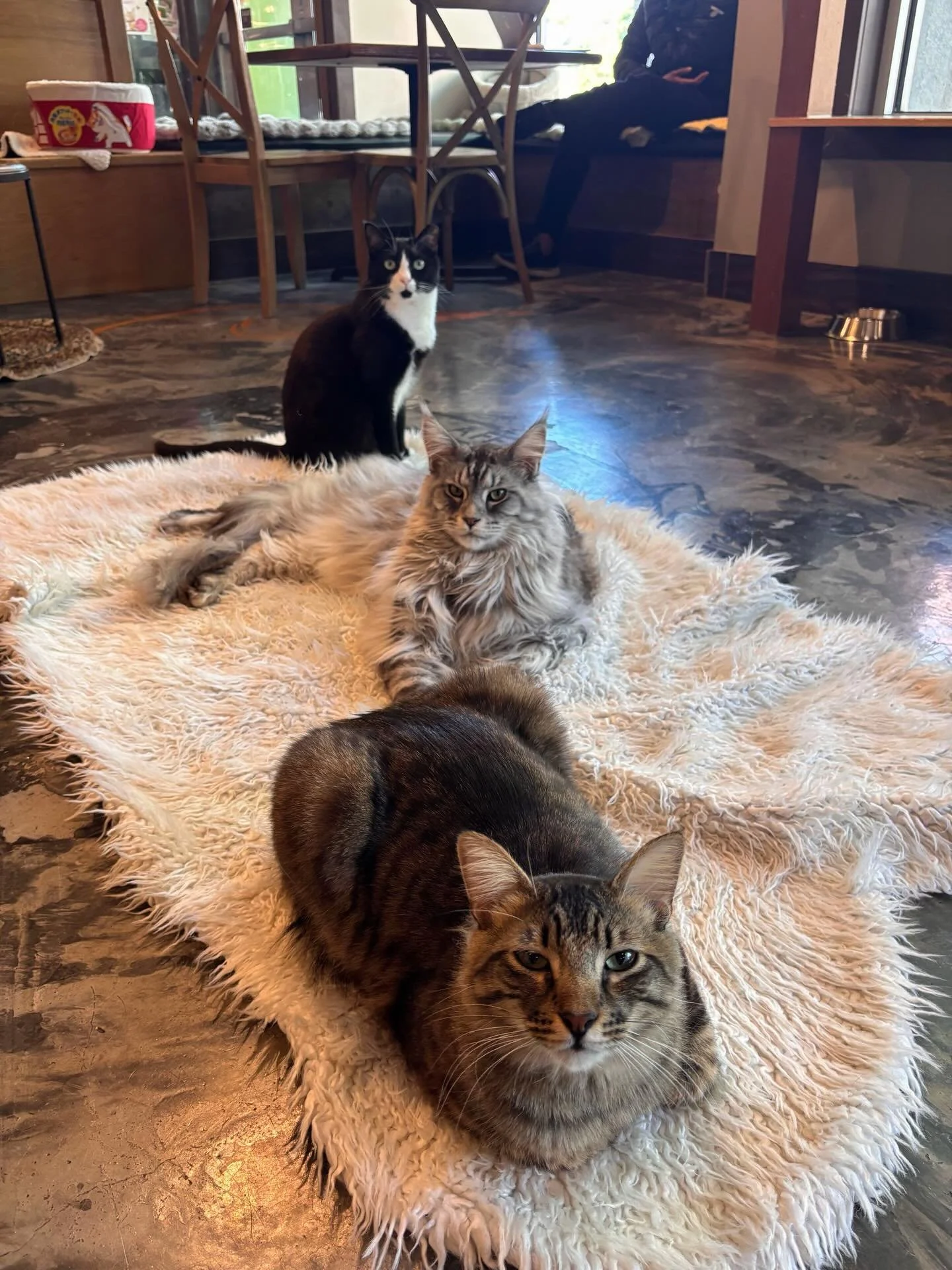 Make sure you come by to get your weekly judgements with a side of coffee. 😼☕️😹 #seattlemeowtropolitan #catcafe