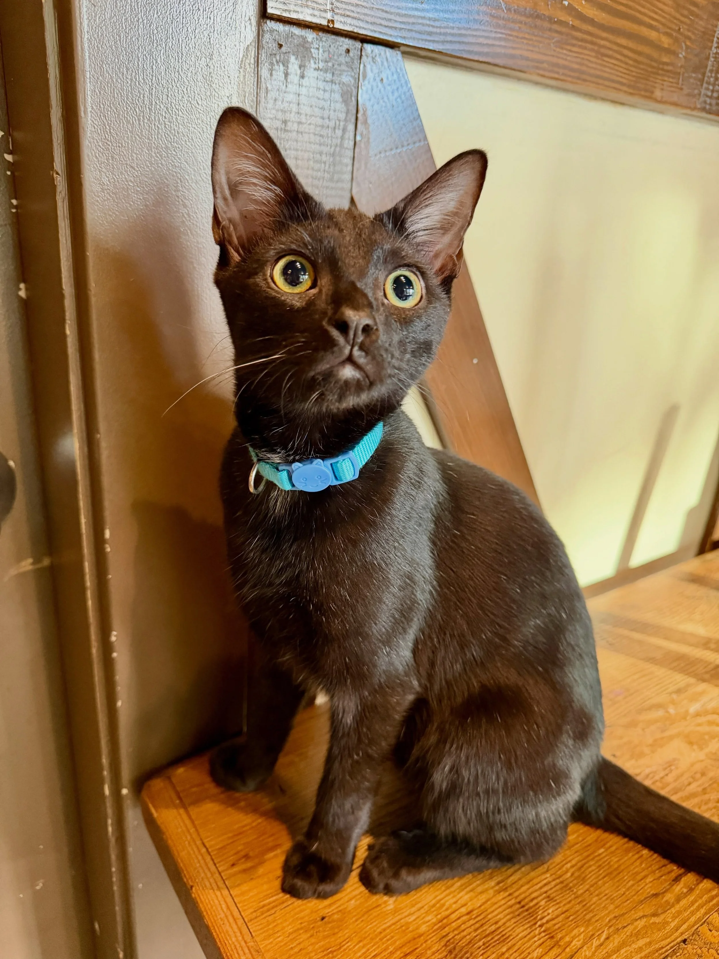 🚨 We interrupt your scrolling for a very important Whisker Wednesday update. 🚨

Garbanzo would like everyone to admire his whisker. Yes, singular. 😹

He&rsquo;s been putting so much time and effort into growing this one spectacularly long white wh