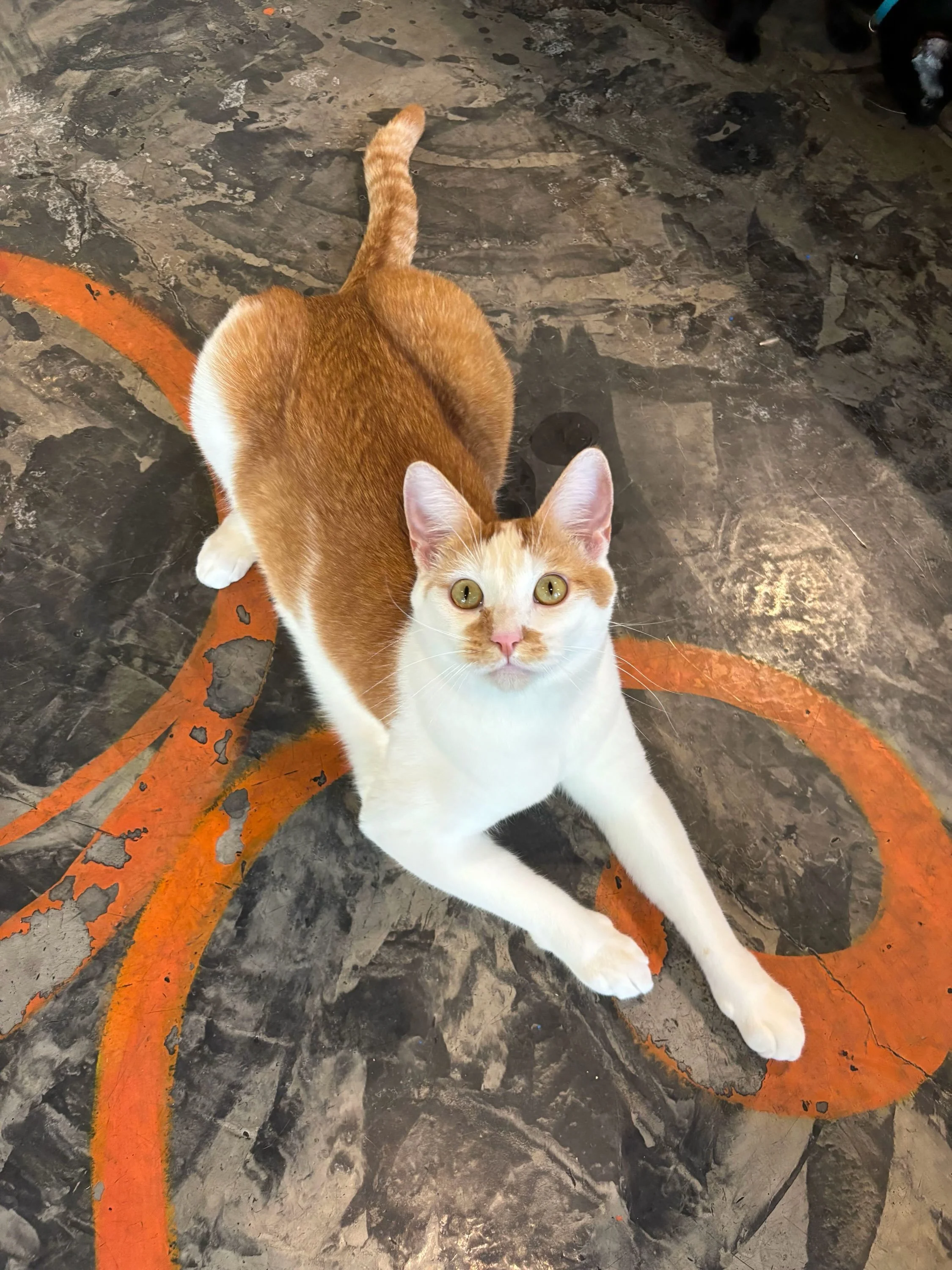 Poor Ernie is getting no love while everyone else is getting tons of applications. 😿

And we truly don&rsquo;t understand why, because Ernie is the most orange cat orange cat of all our orangies right now. 🧡

He&rsquo;s goofy, very serious about me