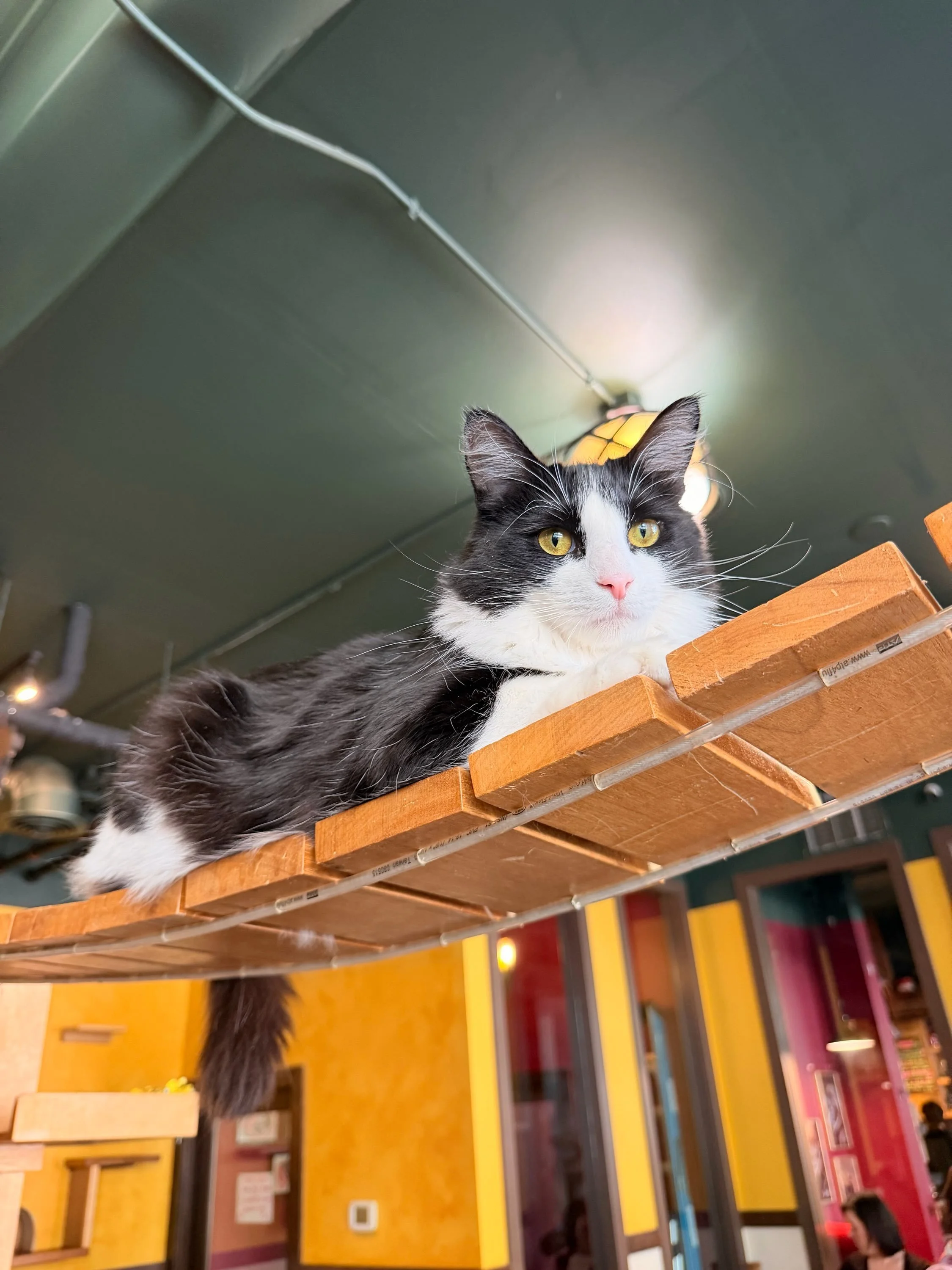 Our magical little lady Oracle is officially accepting applications! ✨ 1 year and 9 months old this little lady is full of snuggles and mischief. 🔮 Come and meet her and see if it&rsquo;s meant to be! 🐾 #meoworacle #seattlemeowtropolitan #adoptable