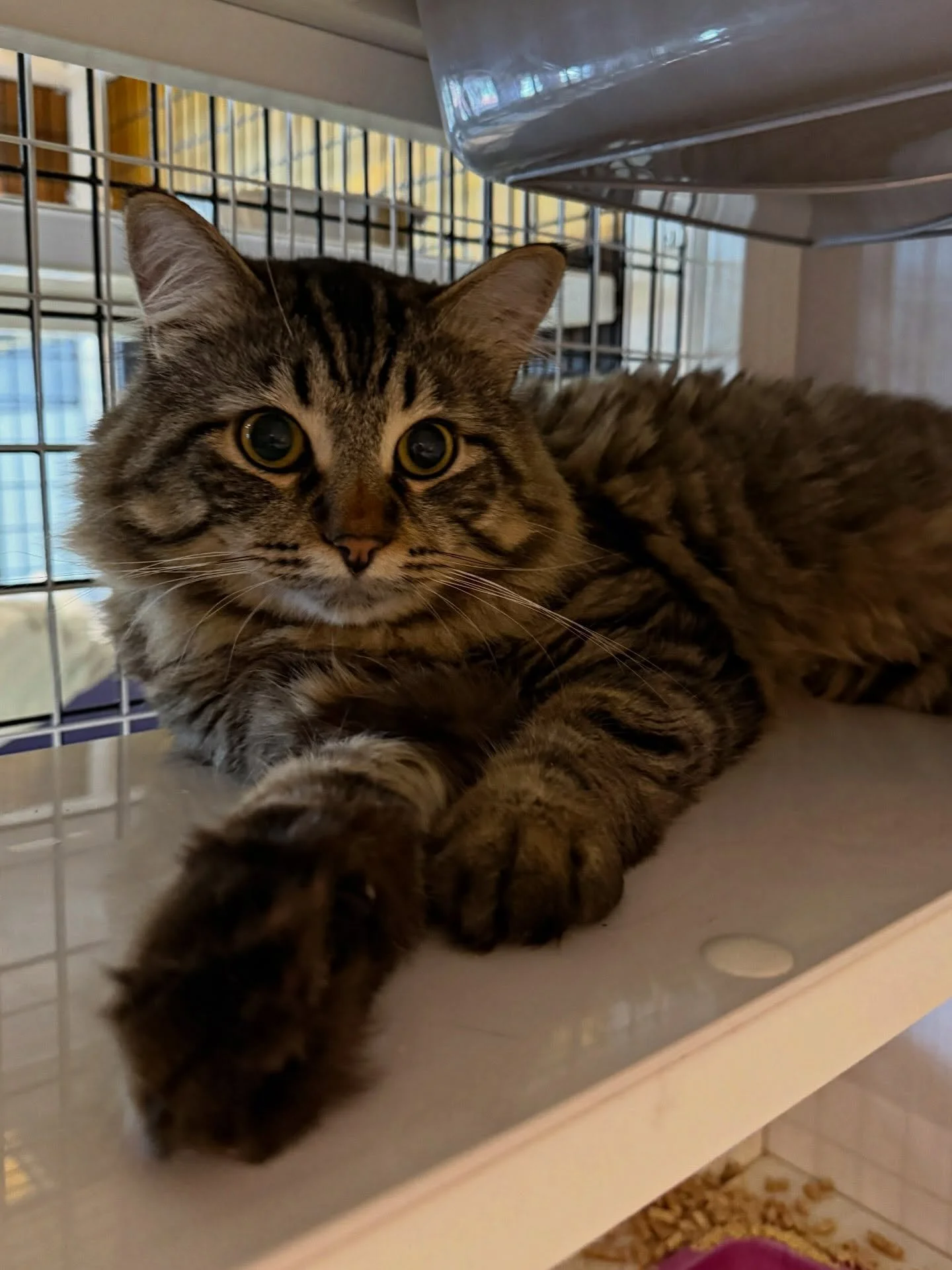 Meet the new floof in town, Widget. 🐱🐈🤎 Widget is a 2 year old perfect boy with the biggest floofy paws you ever did see. 🐾 Come and say hello! 👋🏼 #seattlemeowtropolitan #catcafe #cats #meowwidget #rescuecat
