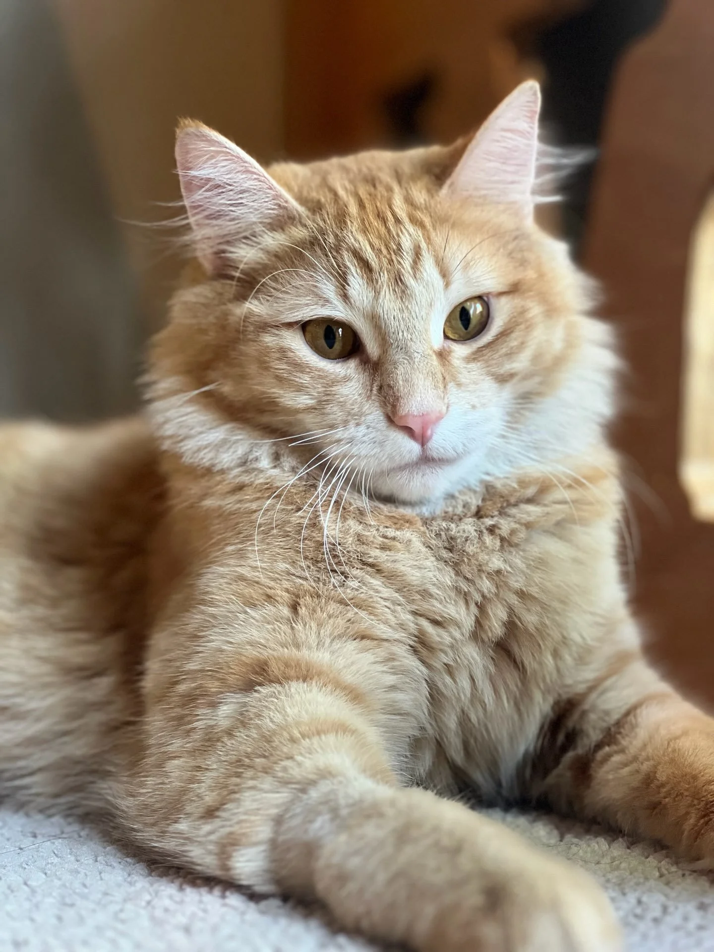 Playful, charming, handsome Fluffy Butt is searching for him hooman! 🧡🐱 Fluffy Butt is high energy, goofy, and sweet. Classic orange cat. He is 5.8 years old. He might be ok with another bigger cat that would put him in his place but probably no ca
