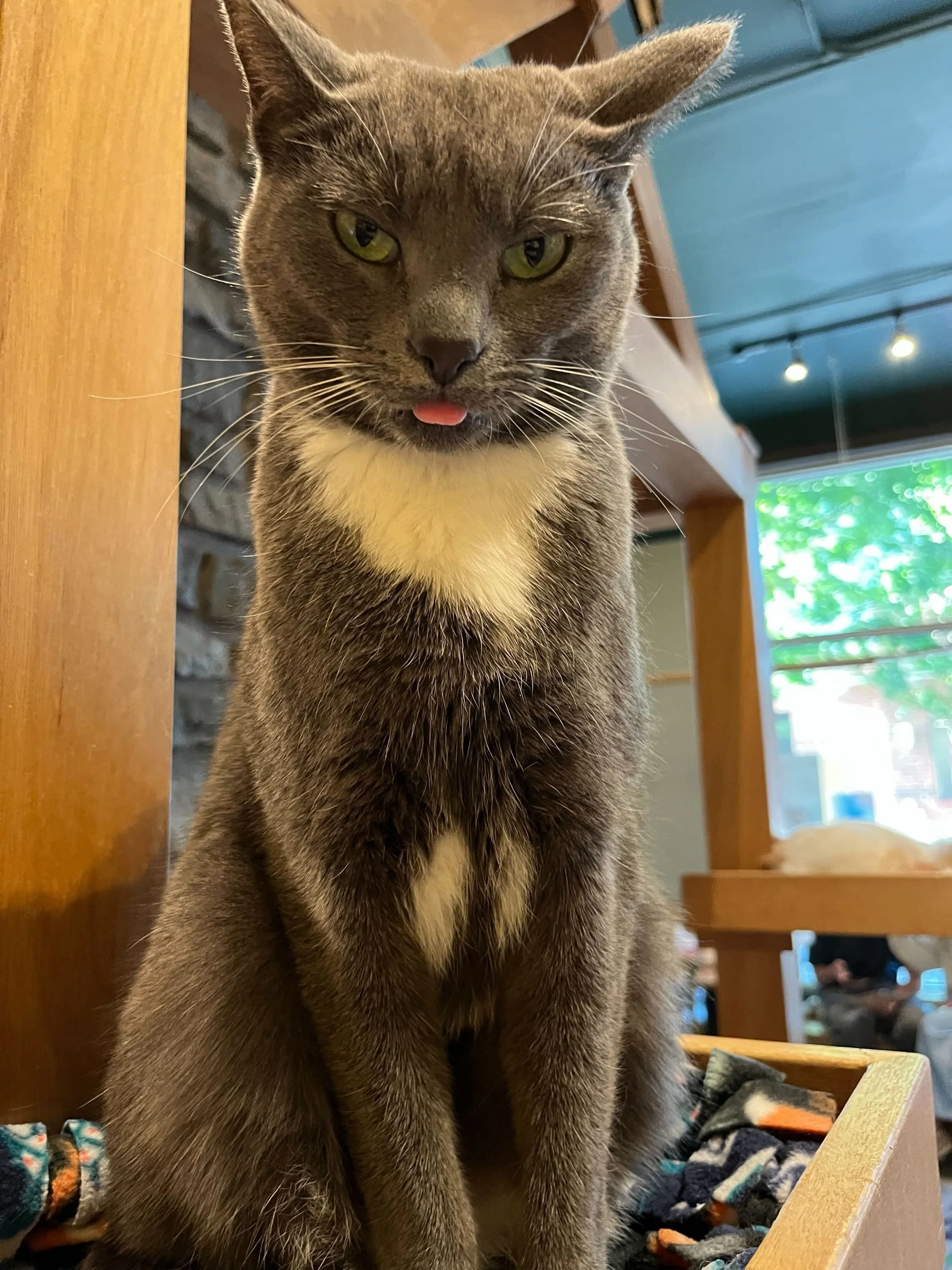 Friday mood brought to you from Stella. 🎉😸😝 Our blep queen 👅 #friday #cat #catvibes #meowstella