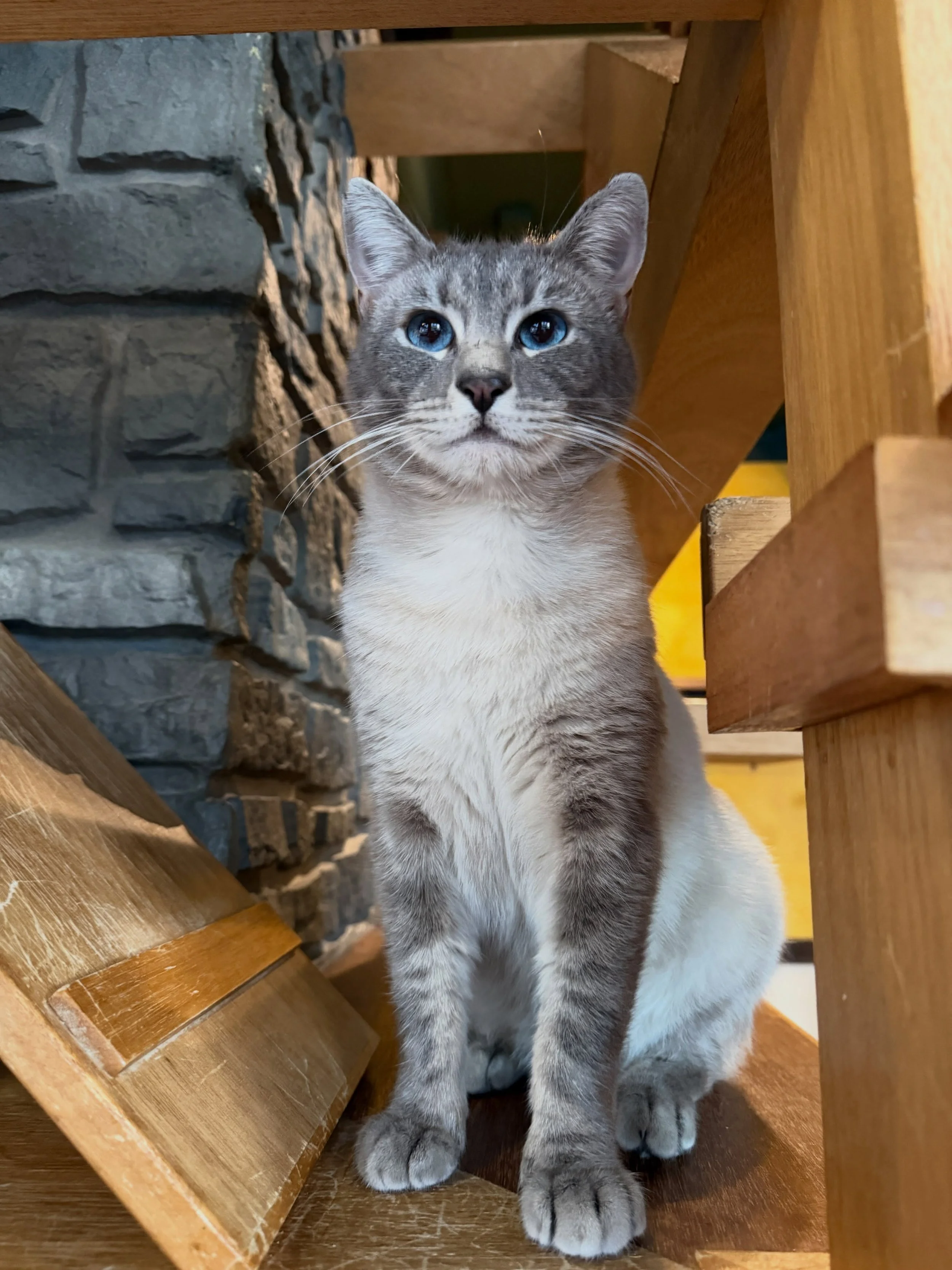 Our sweet handsome Bentley is officially accepting applications! 🌀🐱🌀 He is 2.5 years old and very easy going. Probably wouldn&rsquo;t mind other cats with a slow introduction. Please remember that you must meet the cat to qualify for adoption. 🐾 
