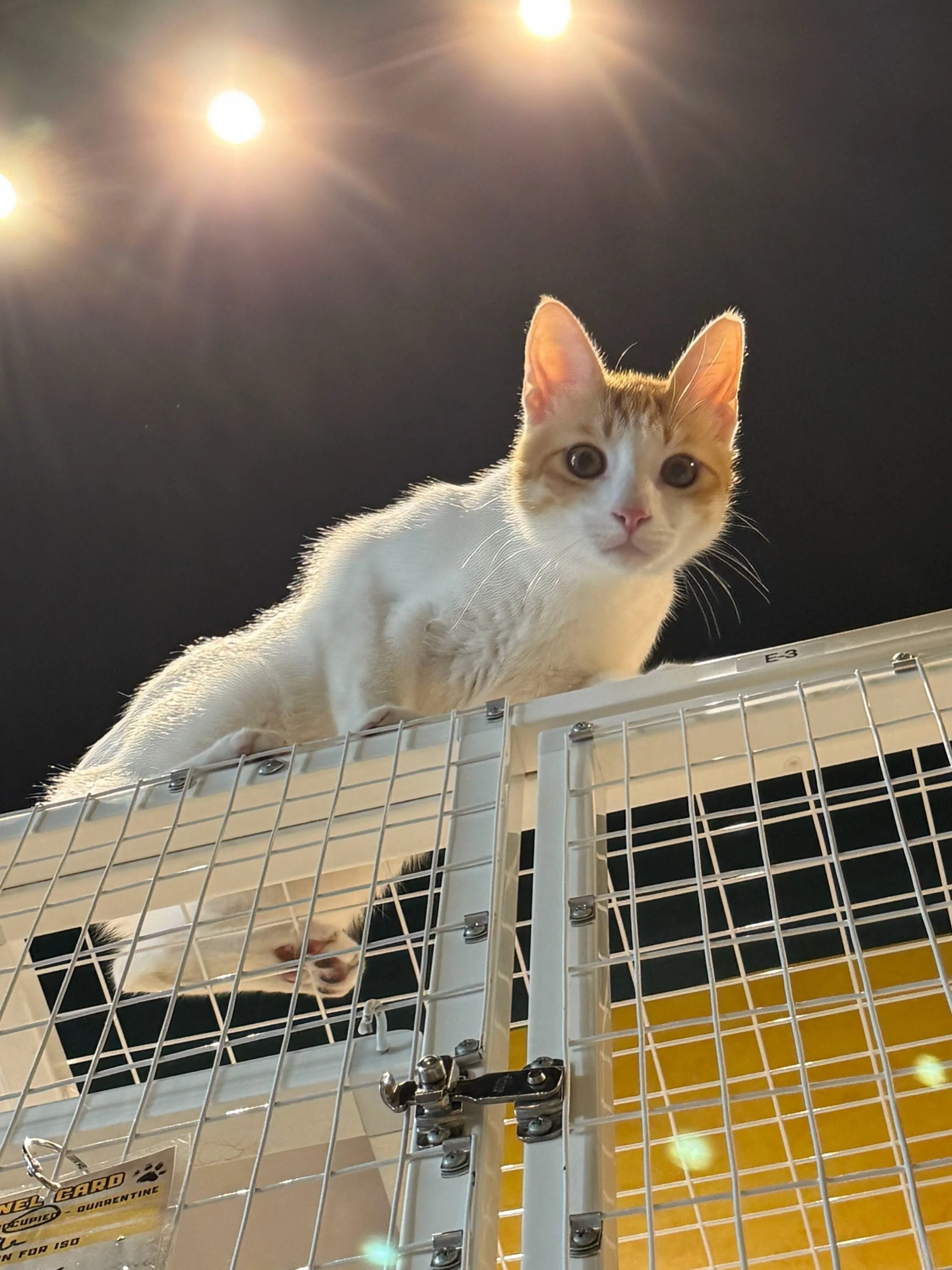 Meet Junior, another one of our rescues from Saudi Arabia! 🇸🇦🐾

Junior is a high-energy, playful boy with a BIG personality. He hates sharing food and has been known to pick a fight with any cat who dares to share his oxygen. 😂

You can frequentl