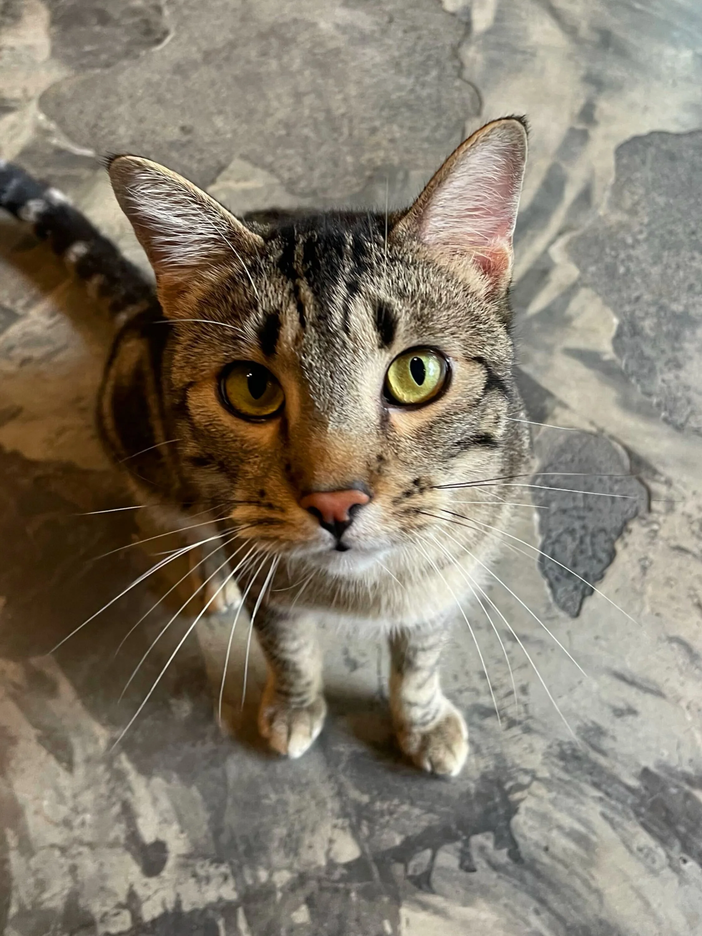 Zuko is officially accepting applications! 😻 This playful charmer has mastered the blep&hellip;. He is 3 years old and ready to take over your heart and home. 💚 Come and meet him and see if it&rsquo;s meant to be! 🐾 #seattlemeowtropolitan #adoptme