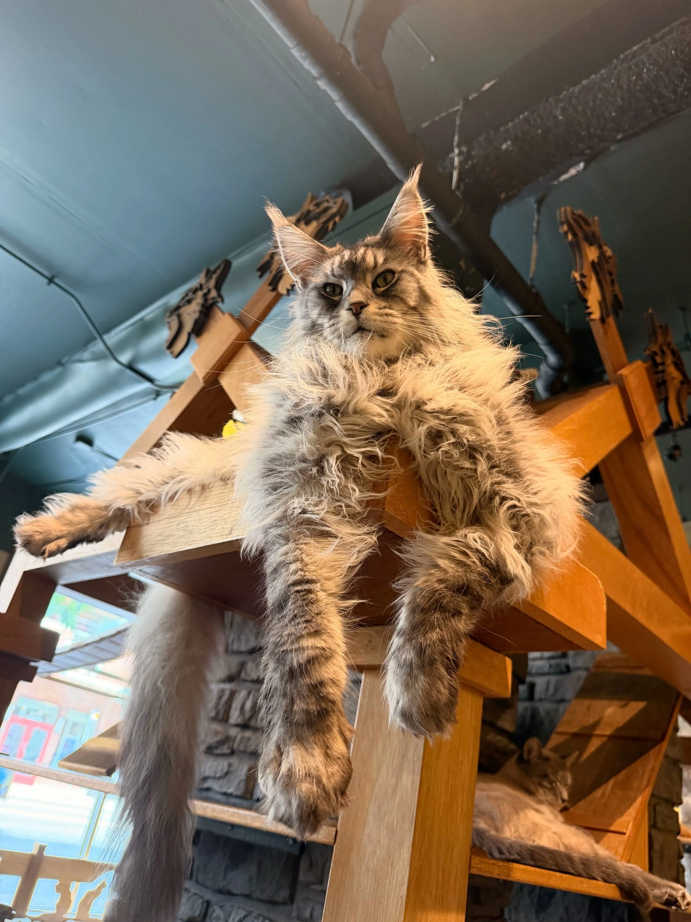 The time has finally come for his majesty sir Rocky to find his furrever home! 😽👑 For those of you that have met him you can apply online! 🐈&zwj;⬛ #meowrocky #seattlemeowtropolitan #adoptable