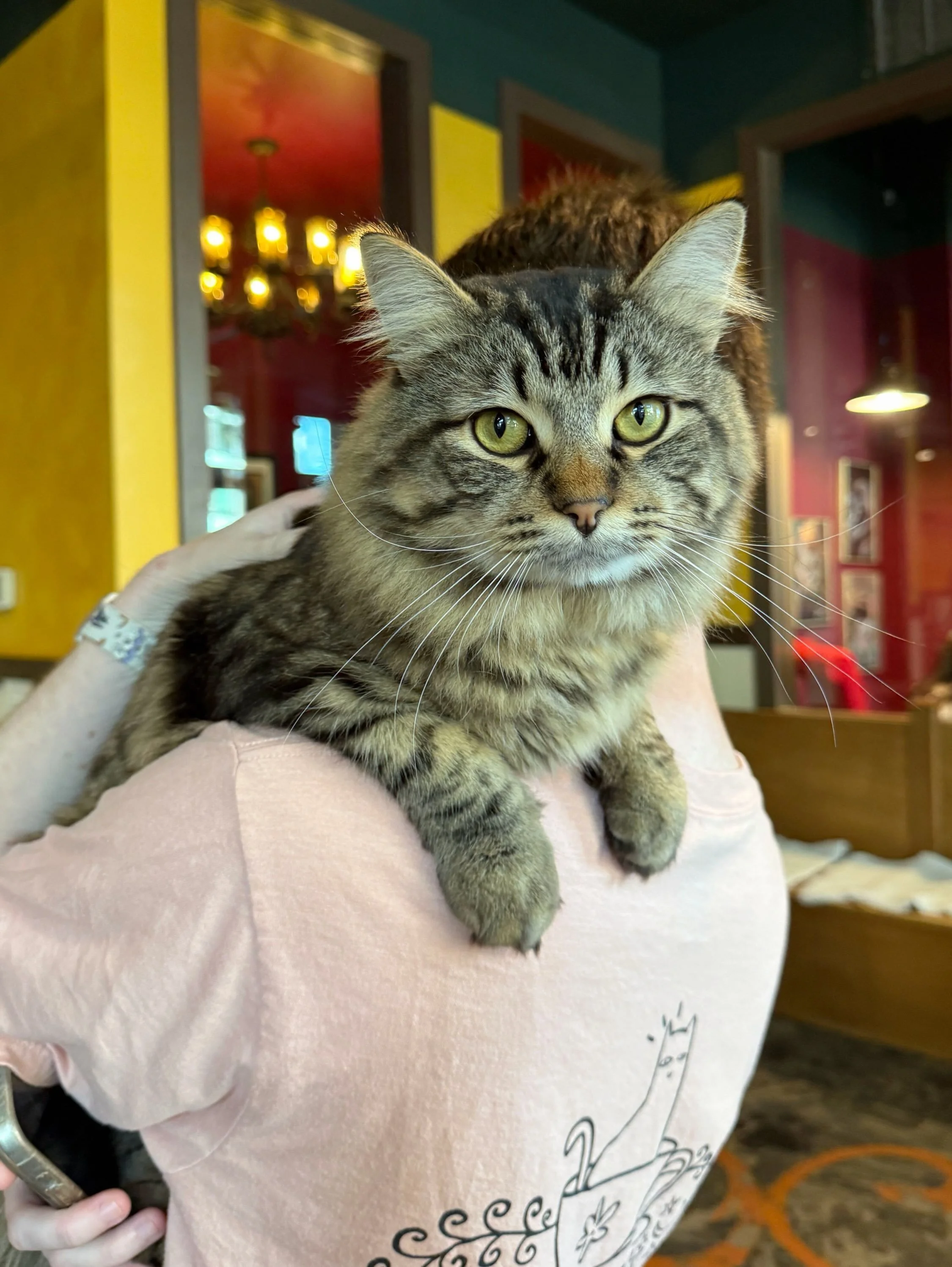 Mr. Snuggles is officially accepting applications! Sweet boy Widget with the purfect floof is looking for his furever home! 🤎🐱 #meowwidget #adoptme #seattlemeowtropolitan #cutie