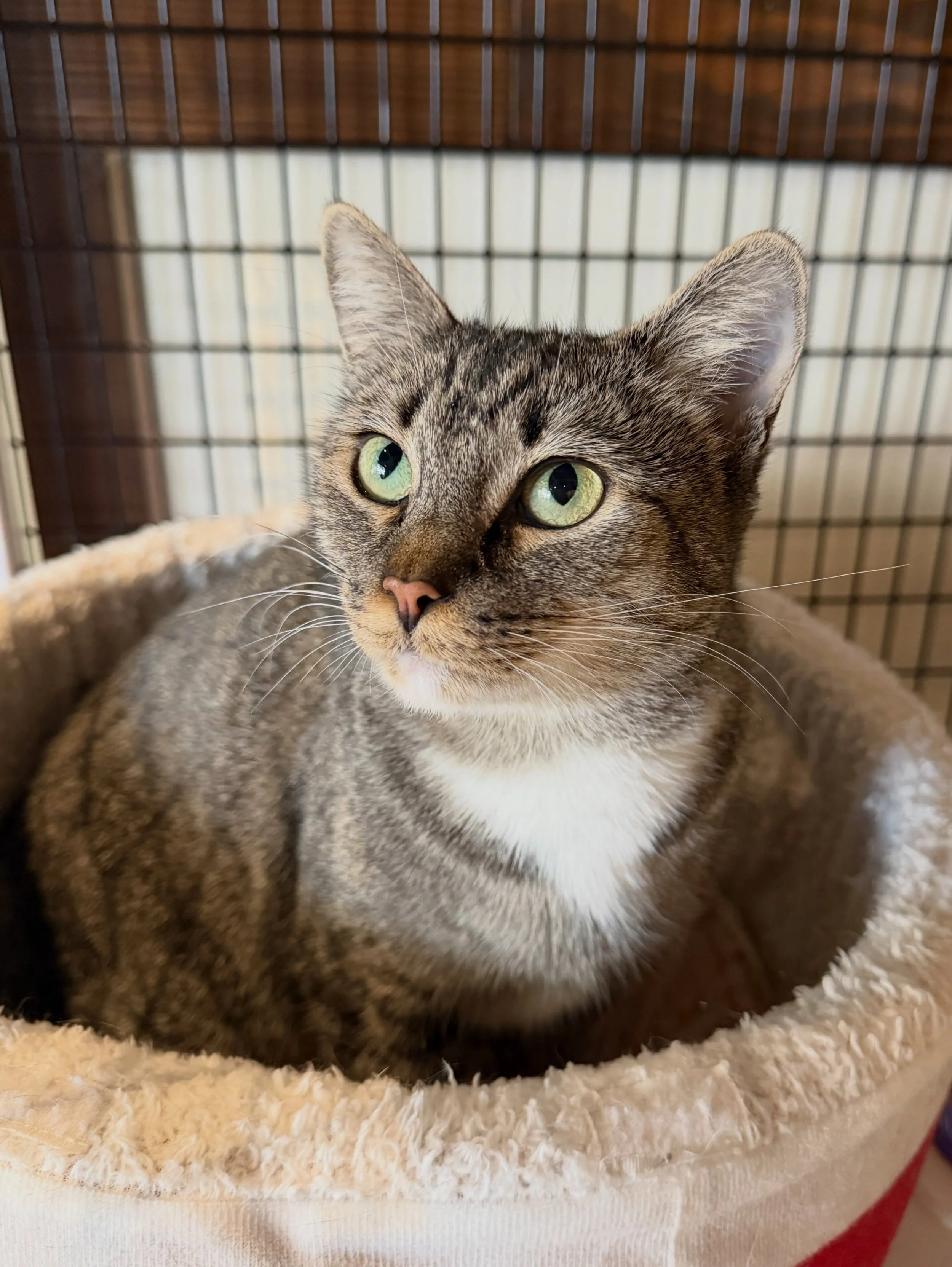Meet Phoebe! 🐱 This shy girl isn&rsquo;t so sure about hoomans yet but she does love herself some Churu! 🐟 Welcome to the lounge Phoebe! 🐾 #meowphoebe #seattlemeowtropolitan #rescuecat