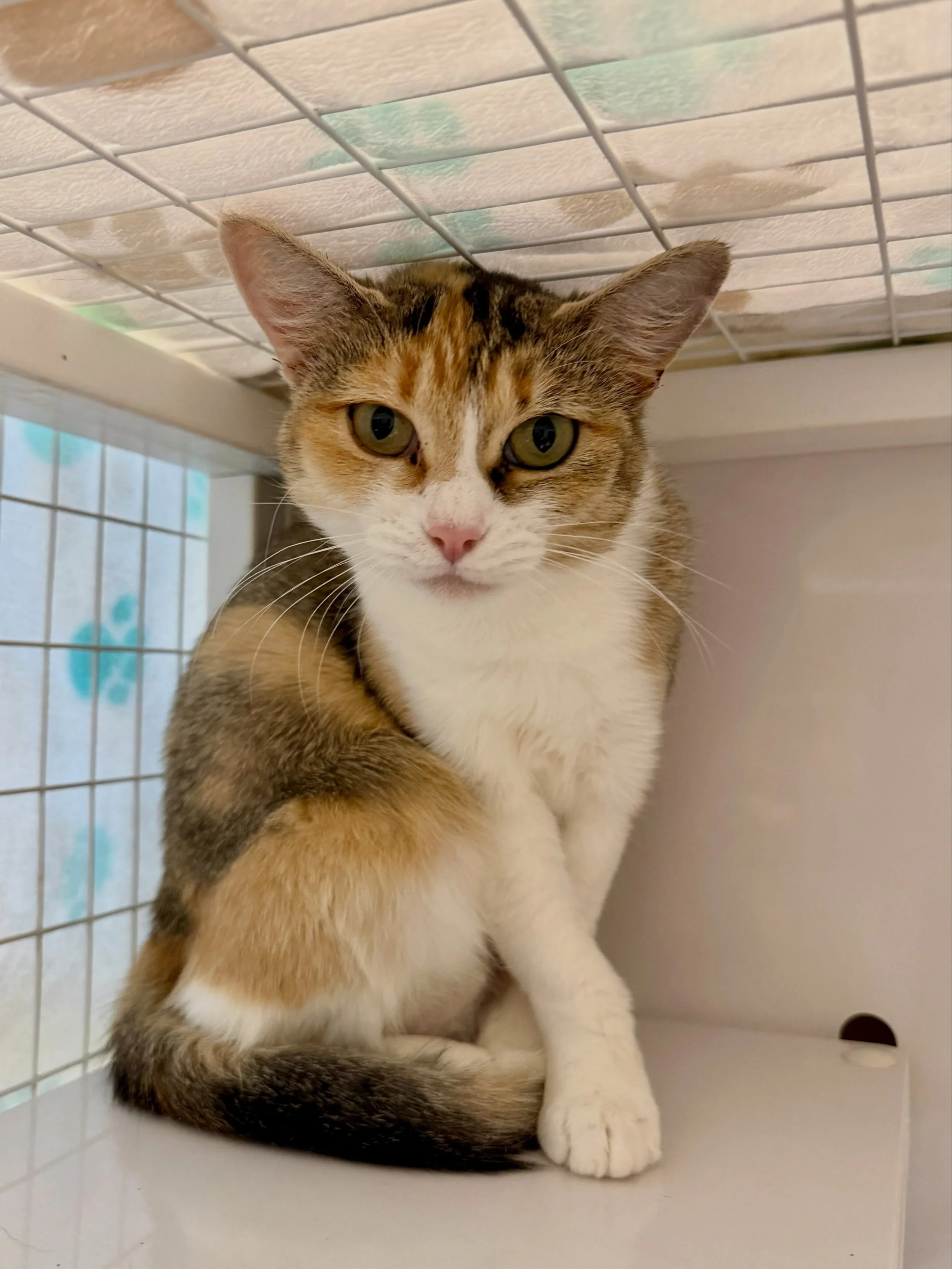 Welcome our new calico twins Butternut &amp; Squash! 🧡💛 These two friends were found together when they were rescued! 👯&zwj;♀️ They both are very sweet but still a little shy. You can find them with their cages open as they still get acclimated in