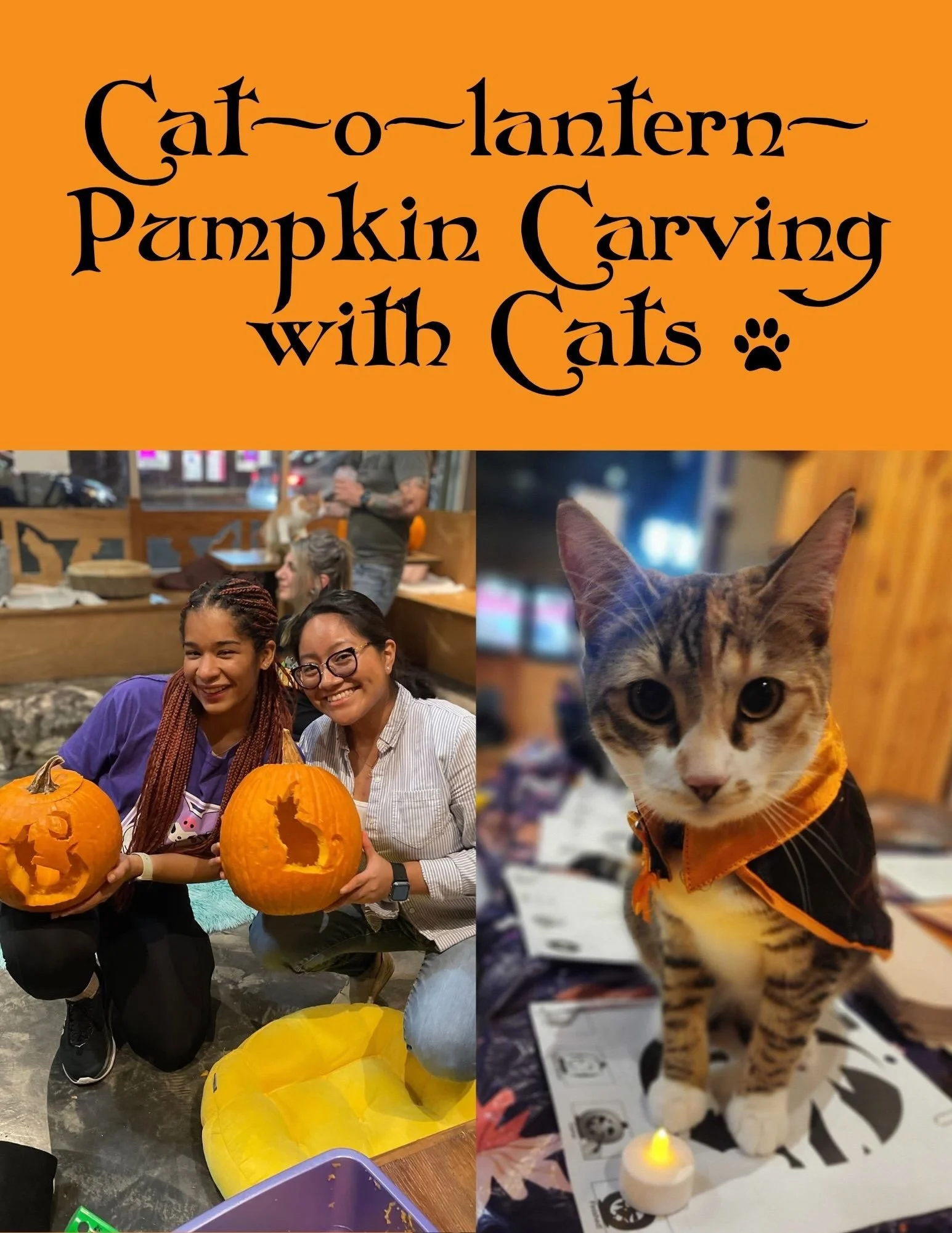 Cat-O-Lantern Pumpkin Carving with Cats is officially open for bookings! 🎃
We have sessions Saturdays &amp; Sundays! These usually sell out so book in early! 🐾
Visit Seameow.com/visit to book your spot! 😻 #seattlemeowtropolitan #pumpkincarvings #c