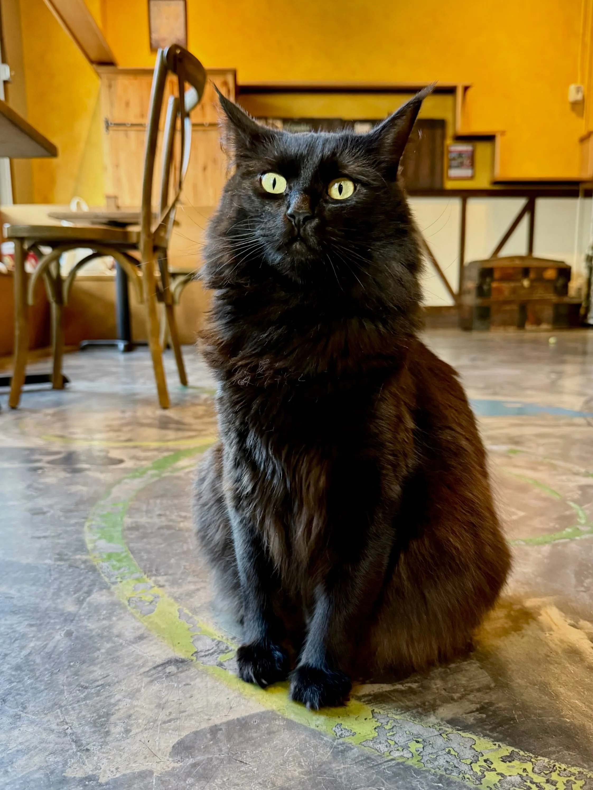 Azula is officially accepting applications! 💕🐾 She&rsquo;s two years old, sweet as can be, and ready for her forever home. 🏡✨

Her only special note: she&rsquo;s looking for someone who can gently and safely help her shed a bit of weight. 💪😸 If 