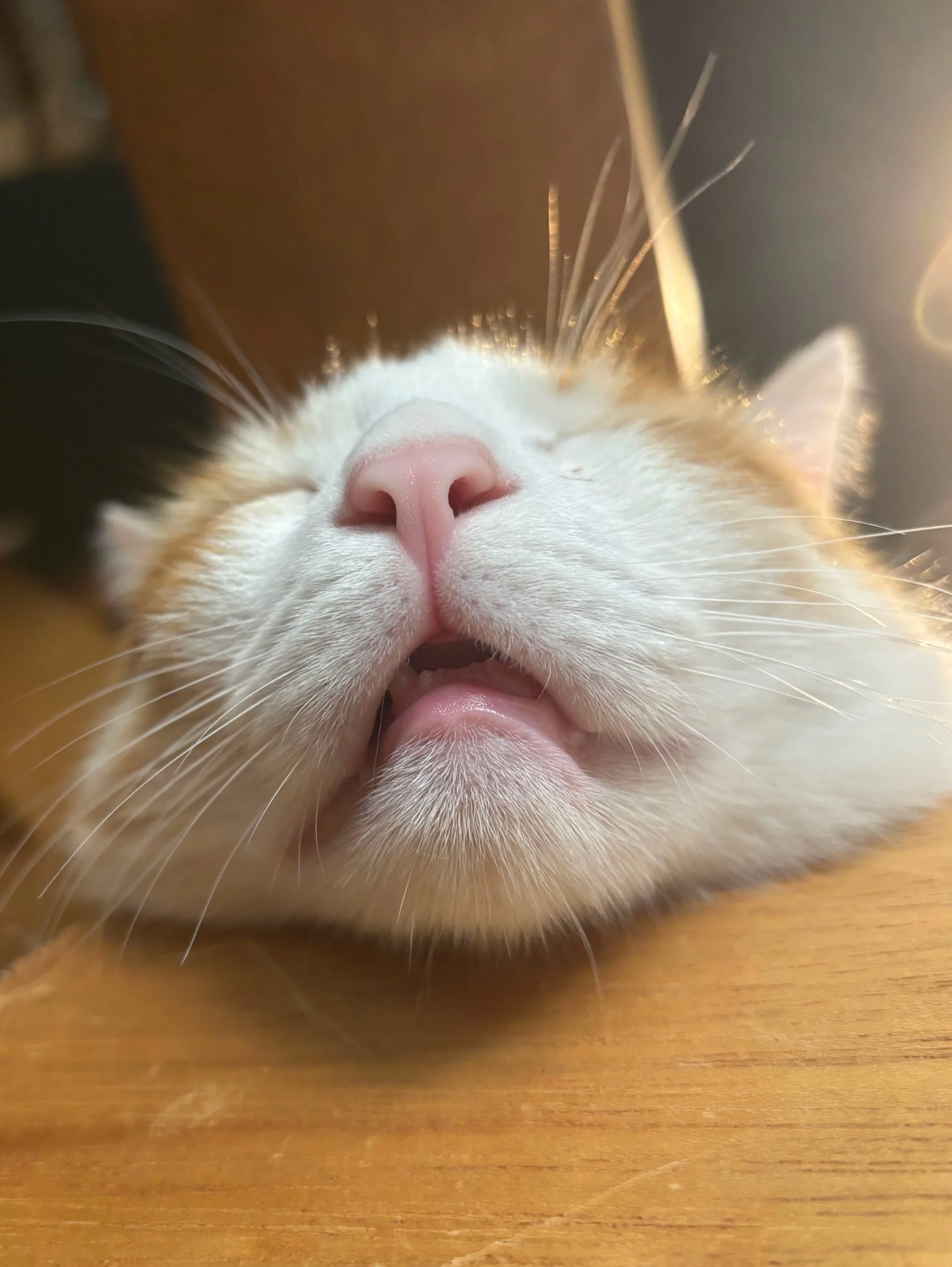 After a long exhausting day of sleeping and being annoying. 🐱 Love Junior 🧡 #seattlemeowtropolitan #meowjunior #orangecatenergy