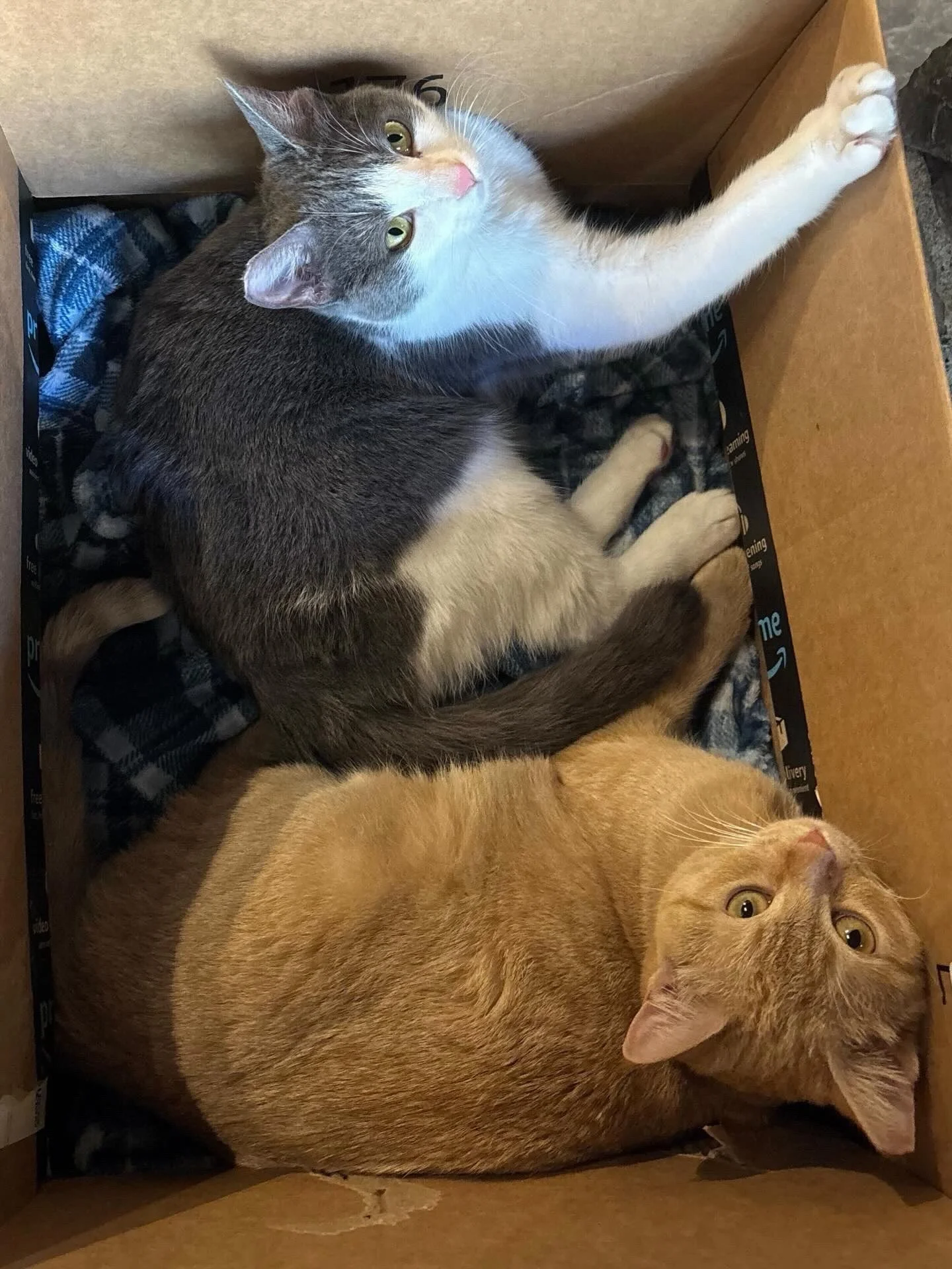The time has come for our sweet breakfast duo Pancake 🥞 and Waffle 🧇 to find their furever home. 💕 These girls really are the best! They are so sweet, snuggly and playful. They will be adopted as a pair! 🐾 Let&rsquo;s give them the best home! 🎉 