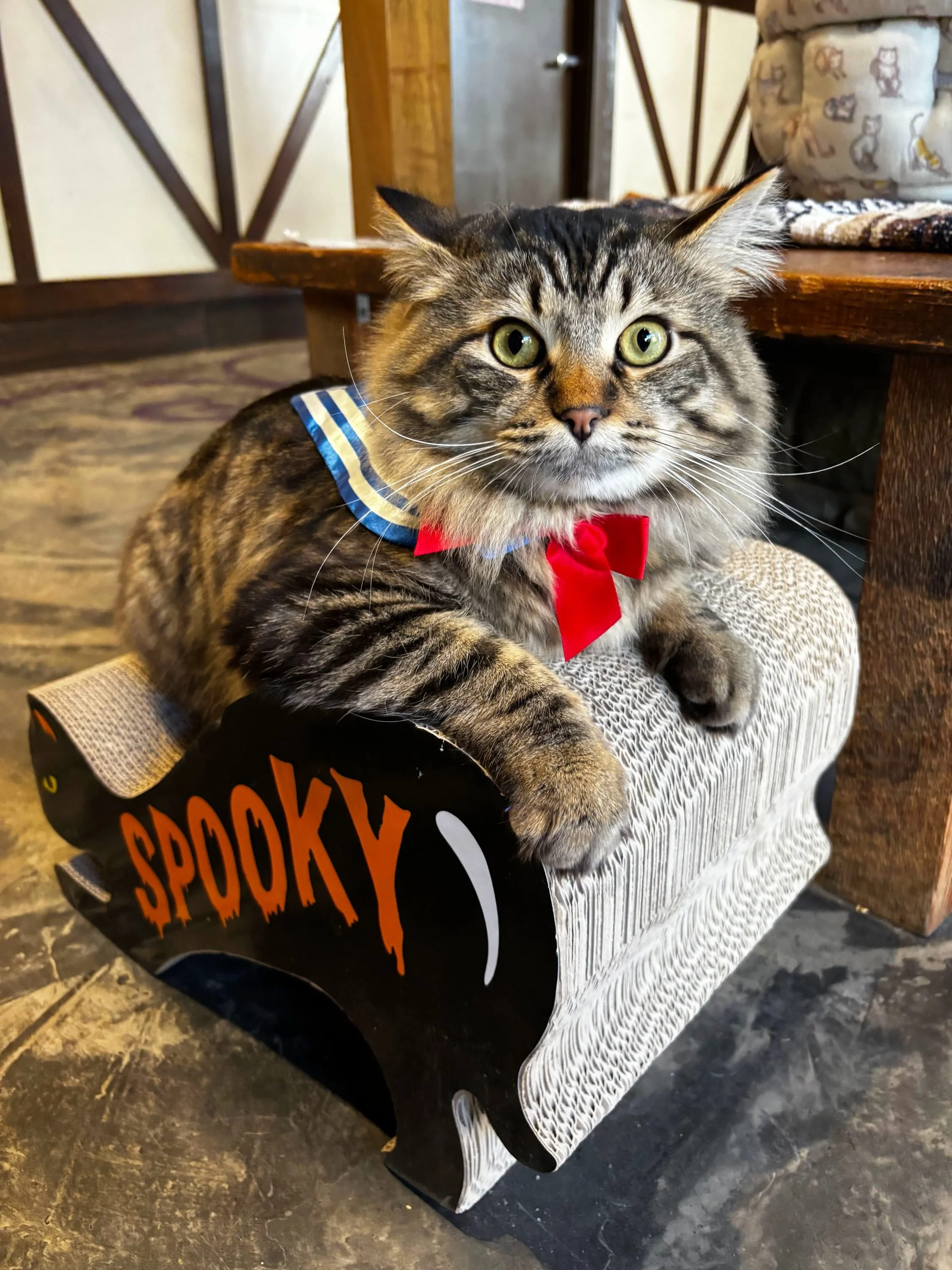 Our kitties have been having the BEST time pumpkin carving with you all! 🎃🐈&zwj;⬛🧡

Thank you to everyone who&rsquo;s joined us for some festive fall fun! 🍂

We still have a few spots left, so don&rsquo;t miss your chance to carve pumpkins alongs