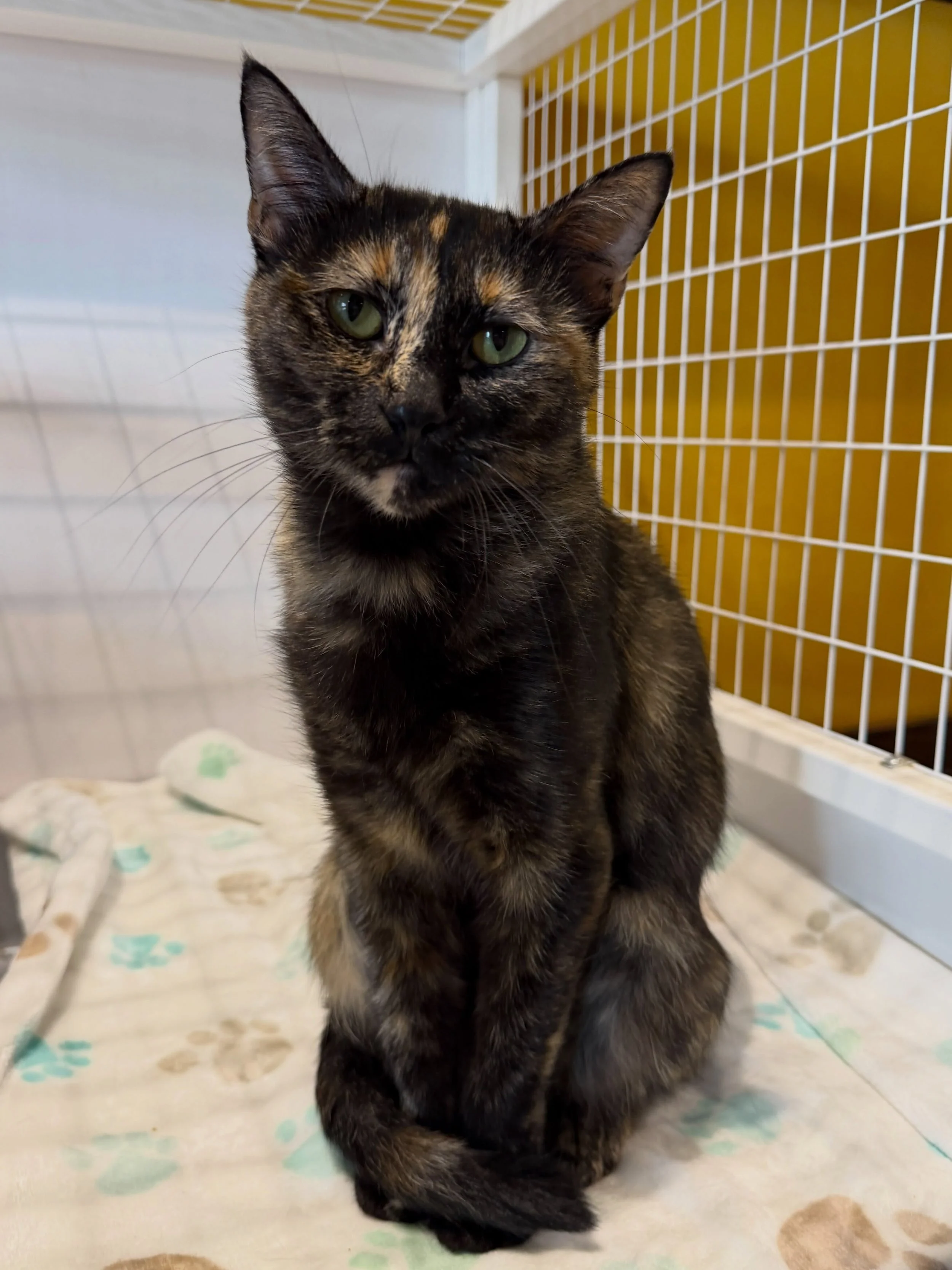 Meet Cleo! 💚 She&rsquo;s seen it all, heard it all, and frankly, she&rsquo;s not impressed. 😭🐾 Cleo has the best facial expressions, she is so sweet and she cannot wait to meet you! #meowcleo #tortie #seattlemeowtropolitan #catcafe