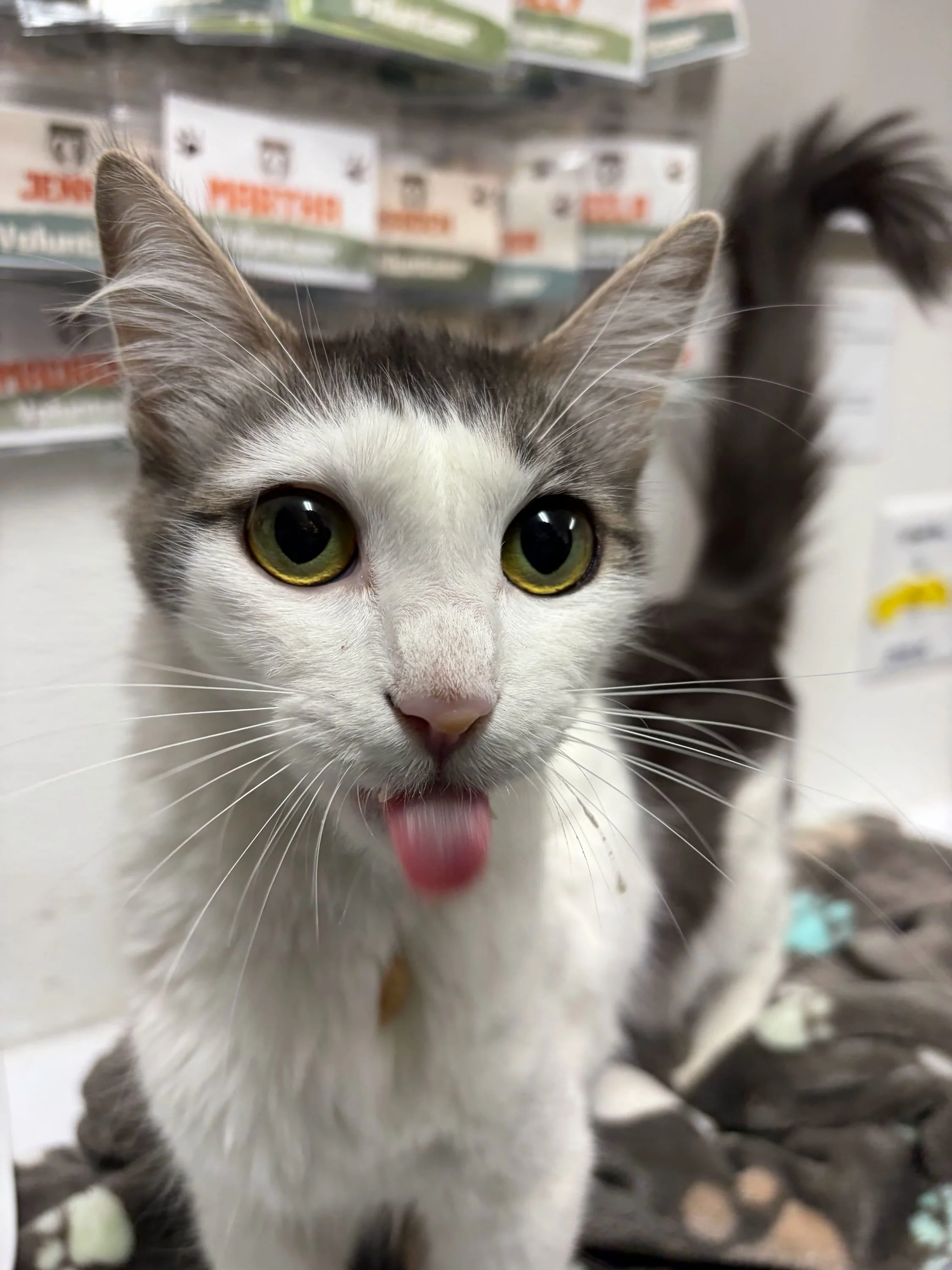 Just a silly little Chowder to brighten your Meownday! 😹😻 Chowder is newly in the lounge! She arrived a little malnourished and hungry after having a batch of kittens. She is a little shy at first but superrrr affectionate. Come say hello! 🐾 #meow