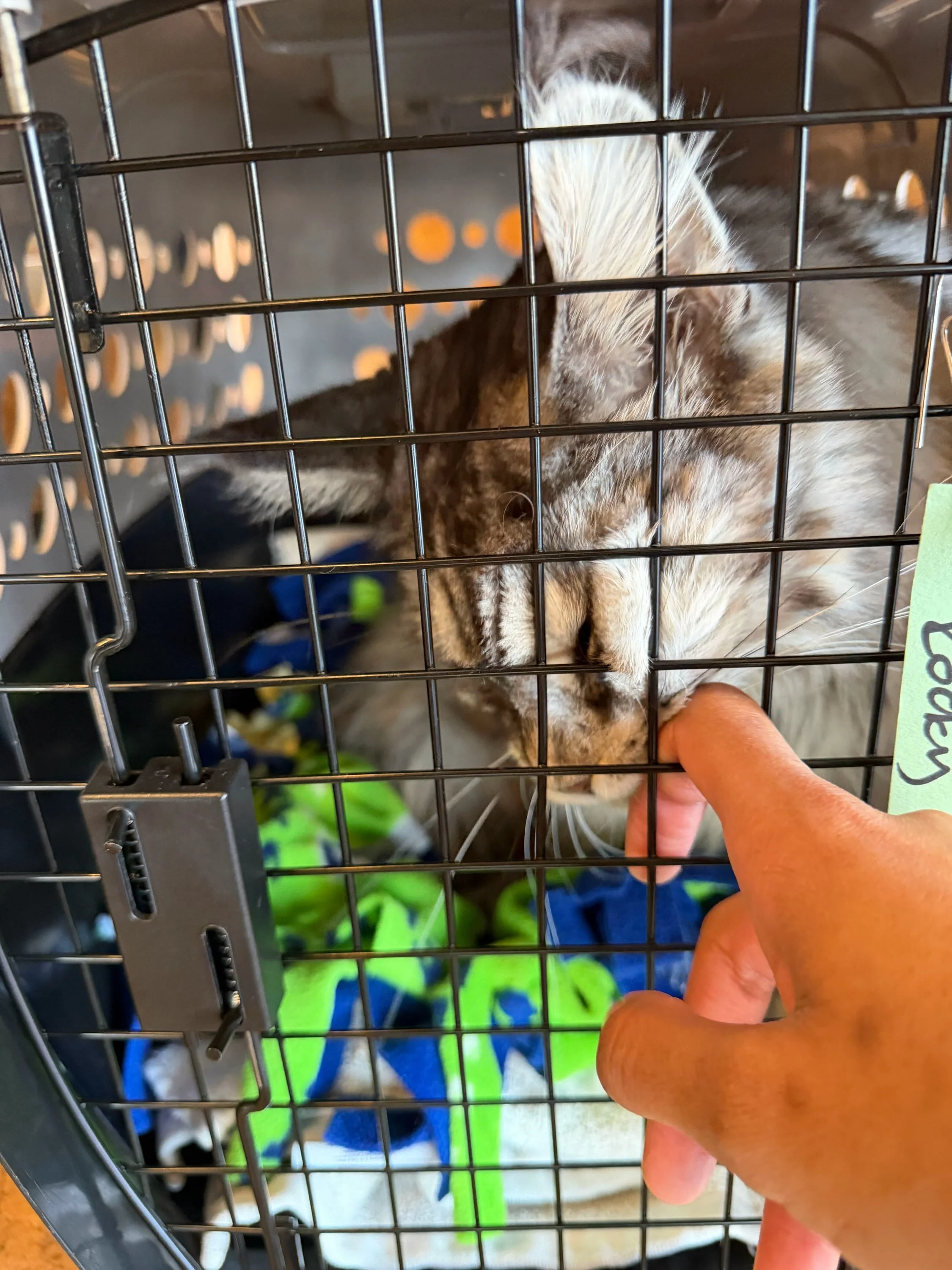 Poor Rocky had to undergo urgent surgery after an ear polyp was discovered during our weekly health checks. 👂😿

Thankfully, his surgery went well, and he&rsquo;s now back at the caf&eacute;, resting and recovering while he awaits his forever home. 