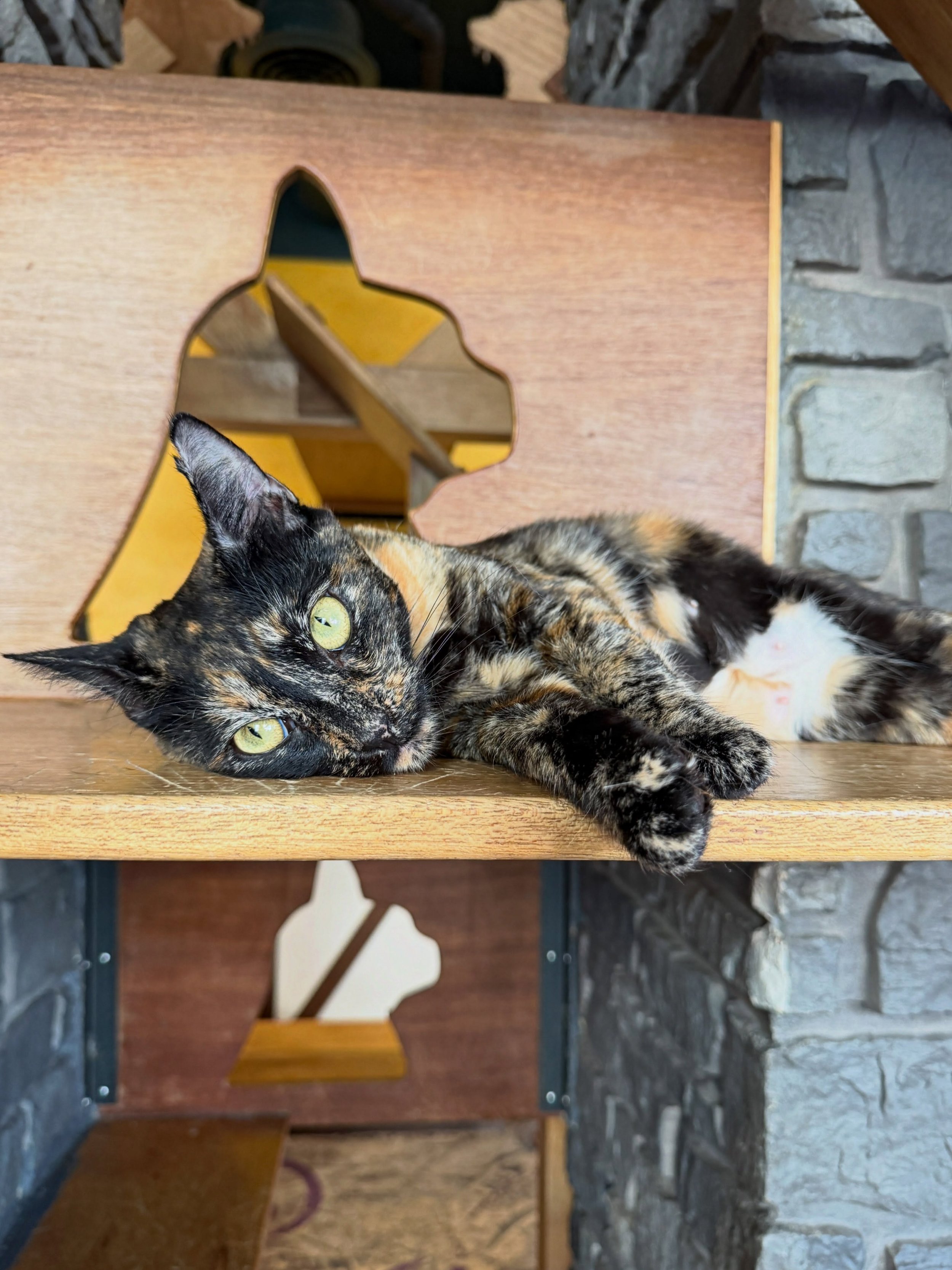 Tulip has officially made her lounge debut, and she can&rsquo;t wait to meet you! 💕🌷

This gorgeous 2-year-old girl is newly retired from the kitten factory and ready for her next chapter! 🐱✨

Her favorite spot? Somewhere high above you, so she ca