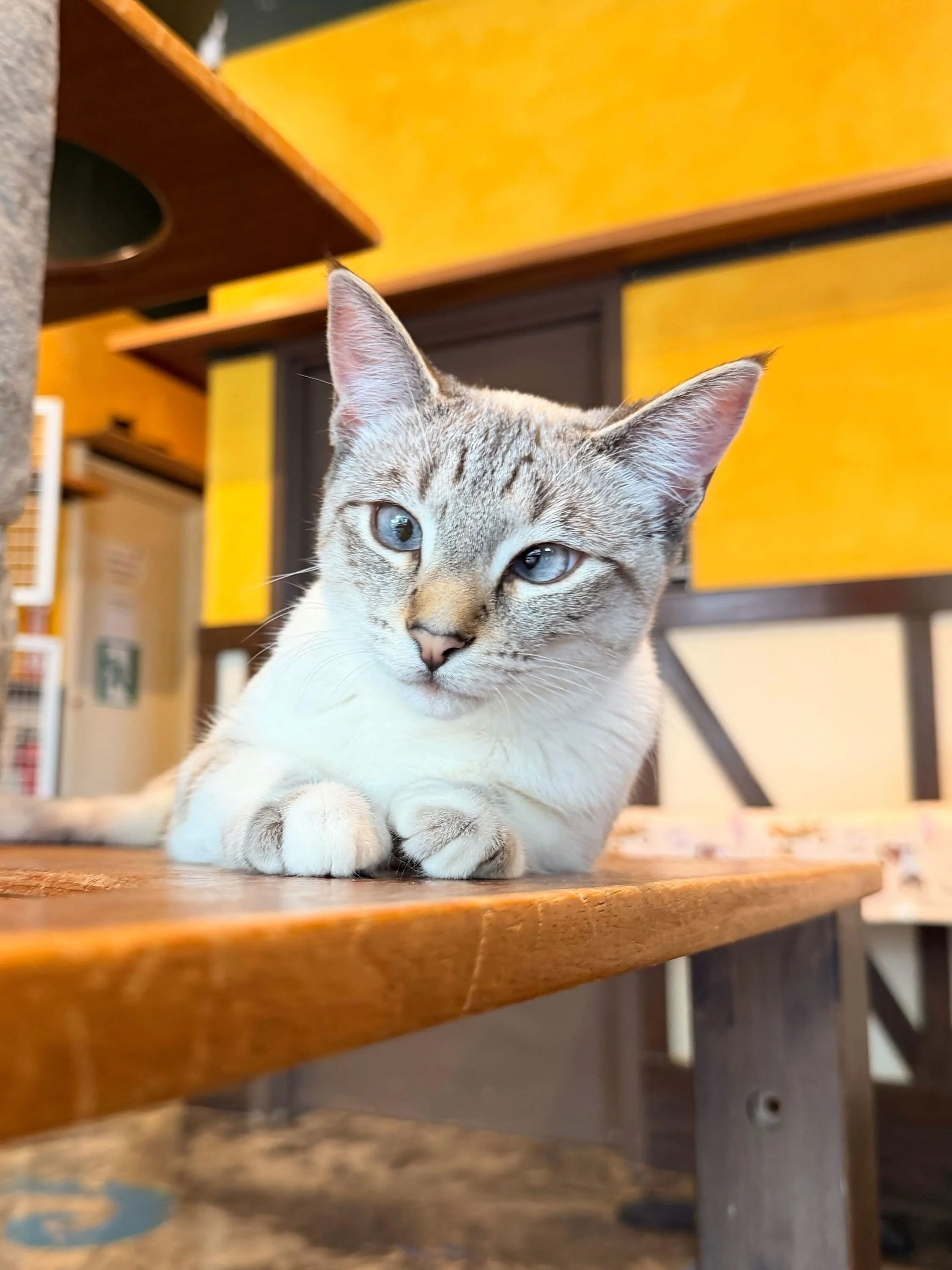 Little Piglet 🐷 is officially looking for her furever home! ✨ Piglet is such a precious sweetheart and you would be soooo lucky to have her. 🐾 #meowpiglet #seattlemeowtropolitan #adoptme