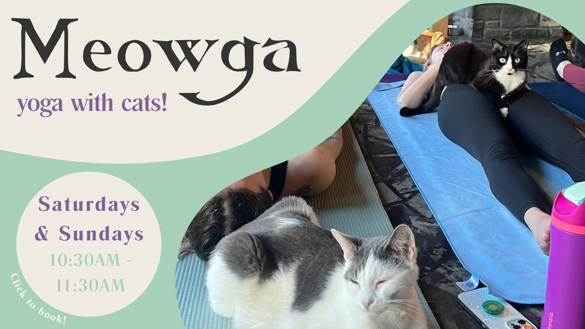 Meowga.png