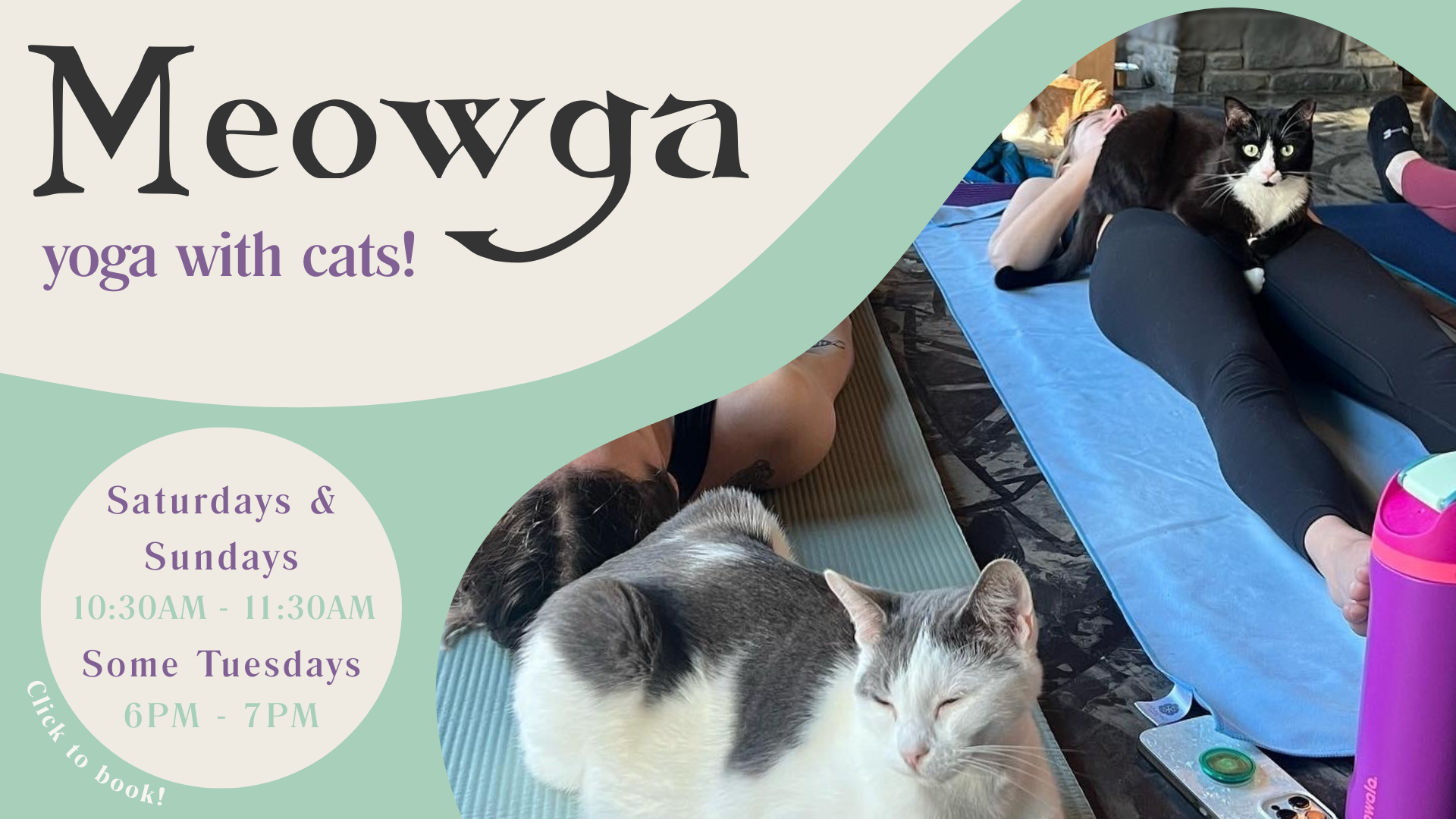 Stretch your paws, clear your mind, and pet some kitties with our guided meowga classes 🐈🧘