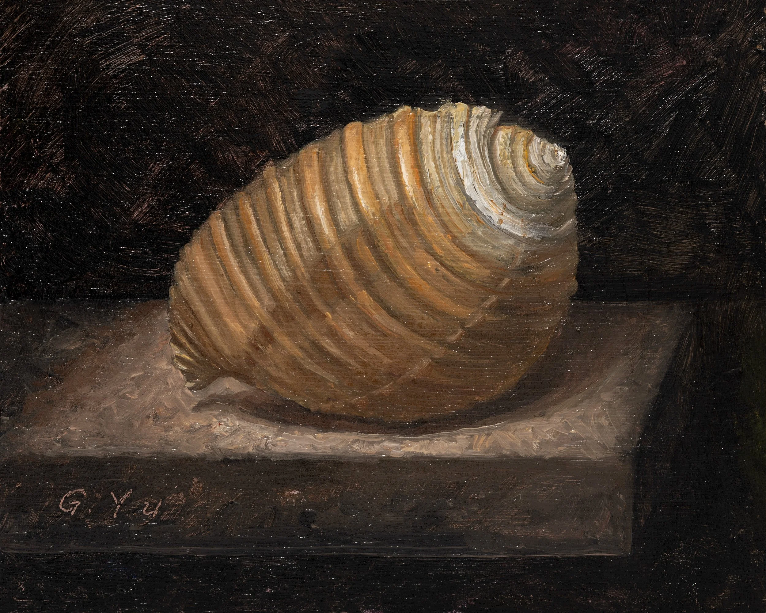 Seashell, 8x10 inch