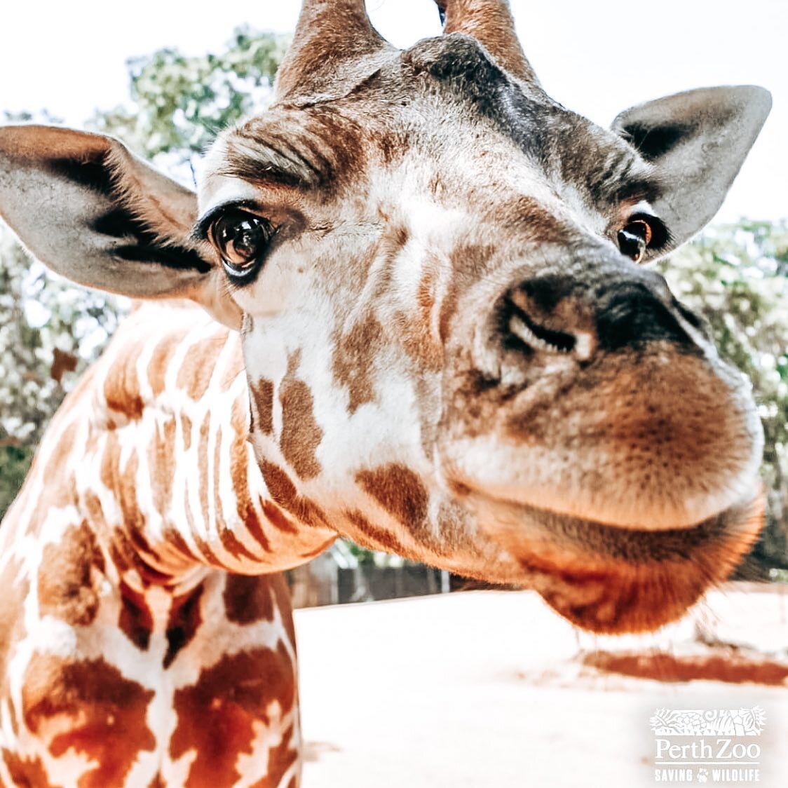 Look at this cutieface 😍#heartmelting Did you know that giraffes have exactly the same amount of teeth as humans? 😱 Yep, that&rsquo;s right - Giraffes have 32 teeth too! #funfacts Photo via @perthzoo Have you been to visit the giraffes yet? 🦒 

⁣
