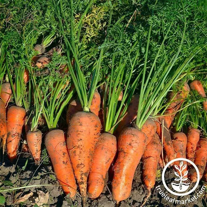 Carrots