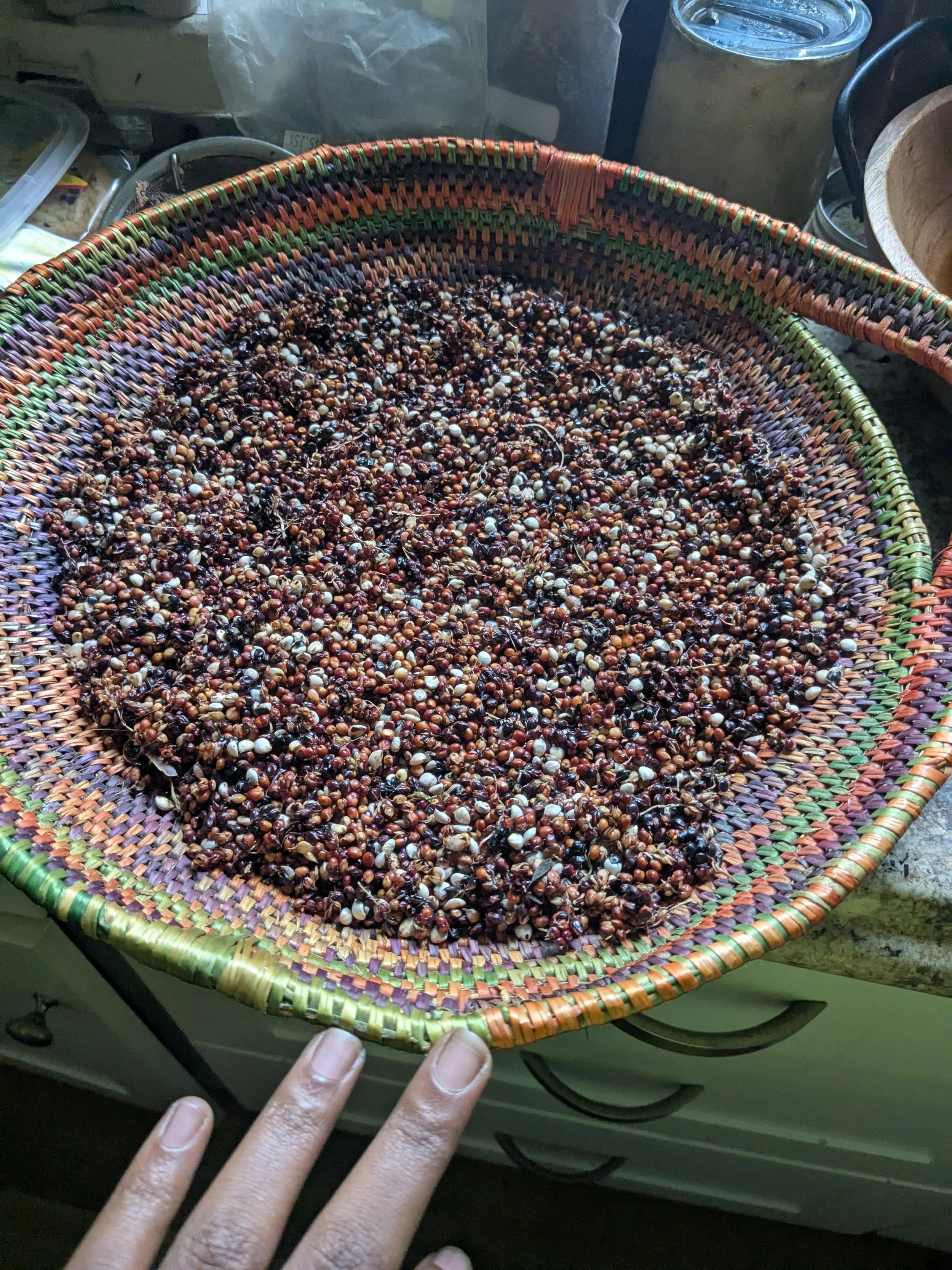 Sorghum: An Ancient Relative pt 2