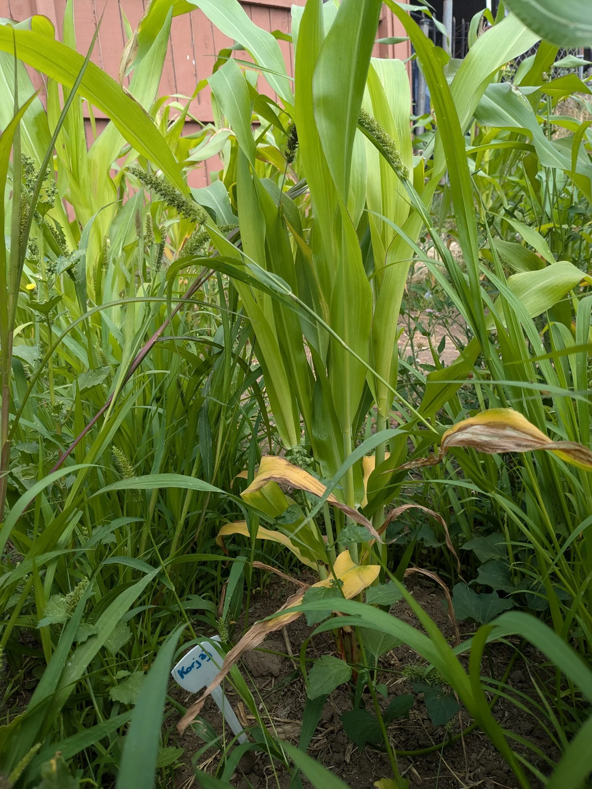 Sorghum: An Ancient Relative pt 3