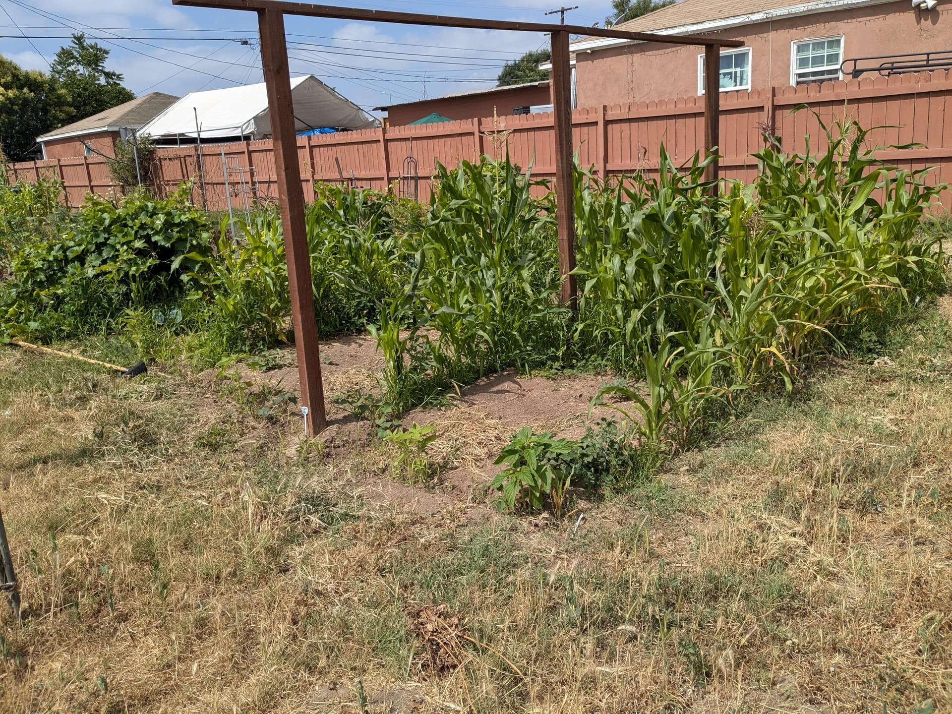 Sorghum field in mid-summer, intercropped with corn (and peas that clearly are struggling). A row of sesame is growing slowly in the front as well.