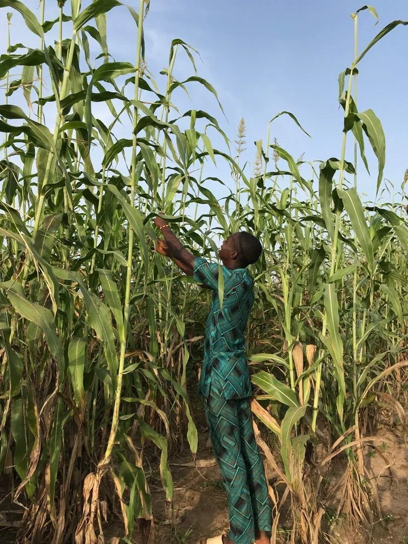 A tall field of young sorghum, with flowers that look like corn tassels, with a Nigerian man checking the plants