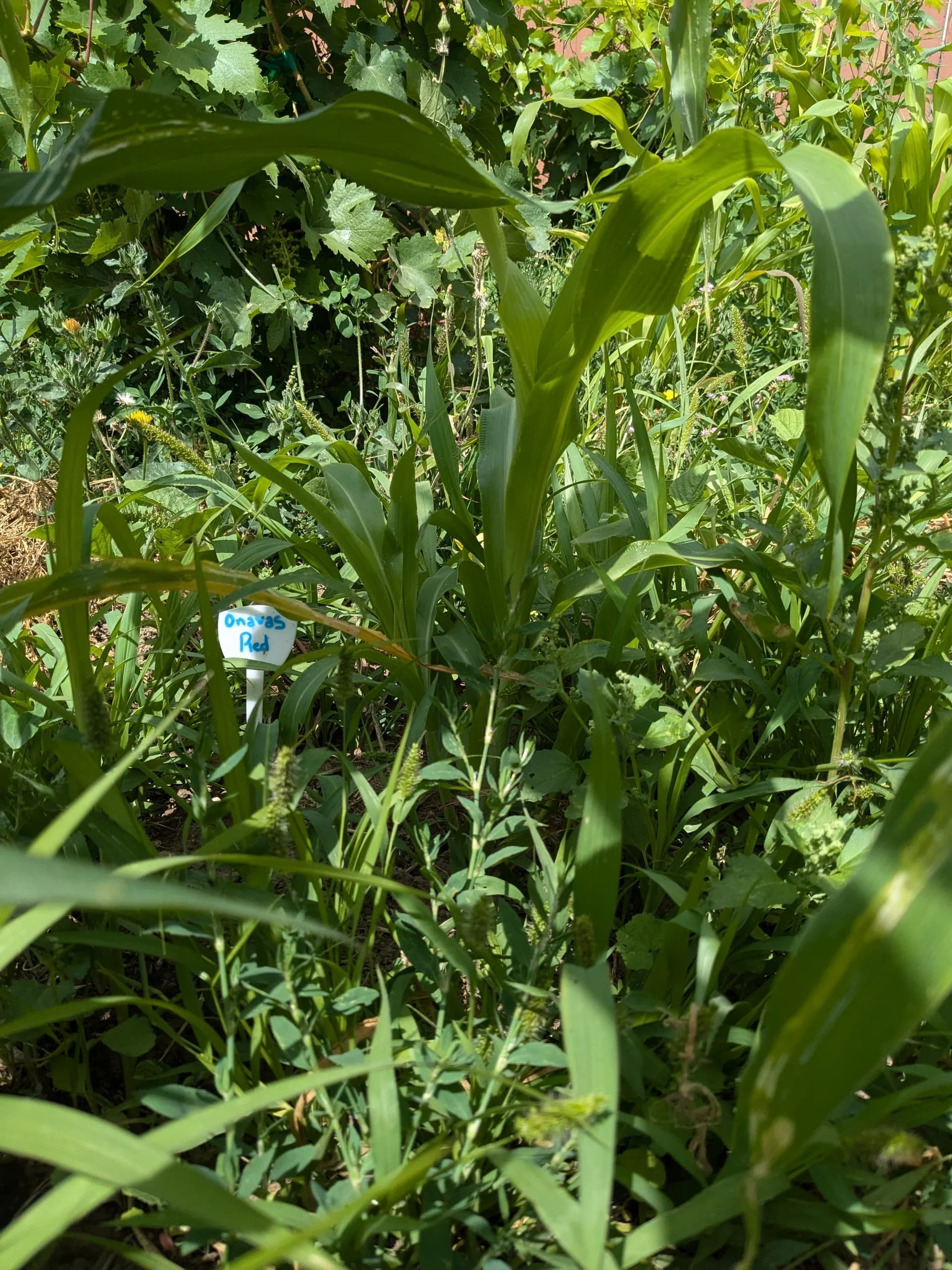 Our young Onavas Red Sorghum, from Pima Bajo, Onavas, Mexico. Seeds provided by Native Seed/SEARCH
