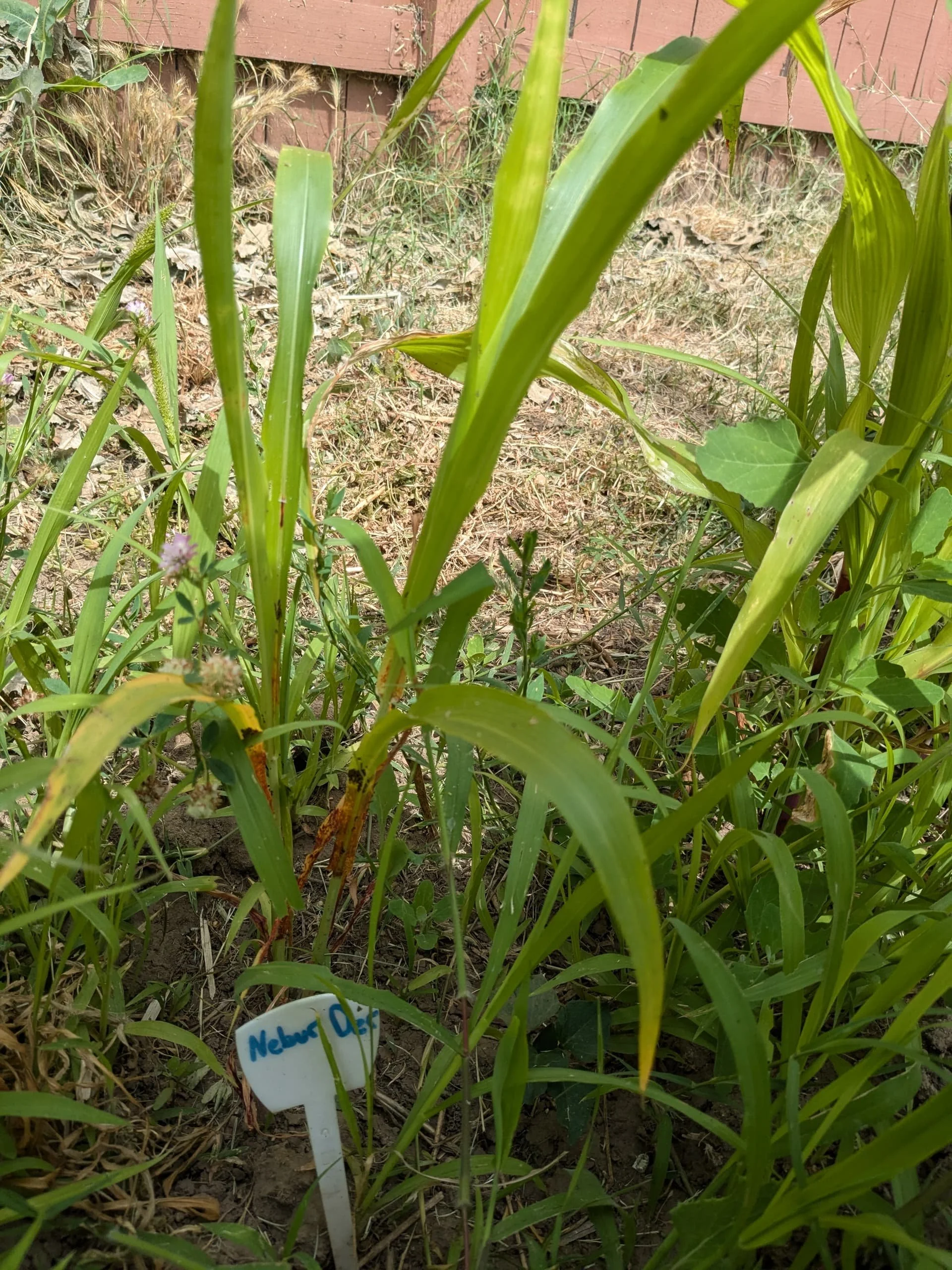 a young sorghum plant, variety Nebur Der from Malakal, South Sudan