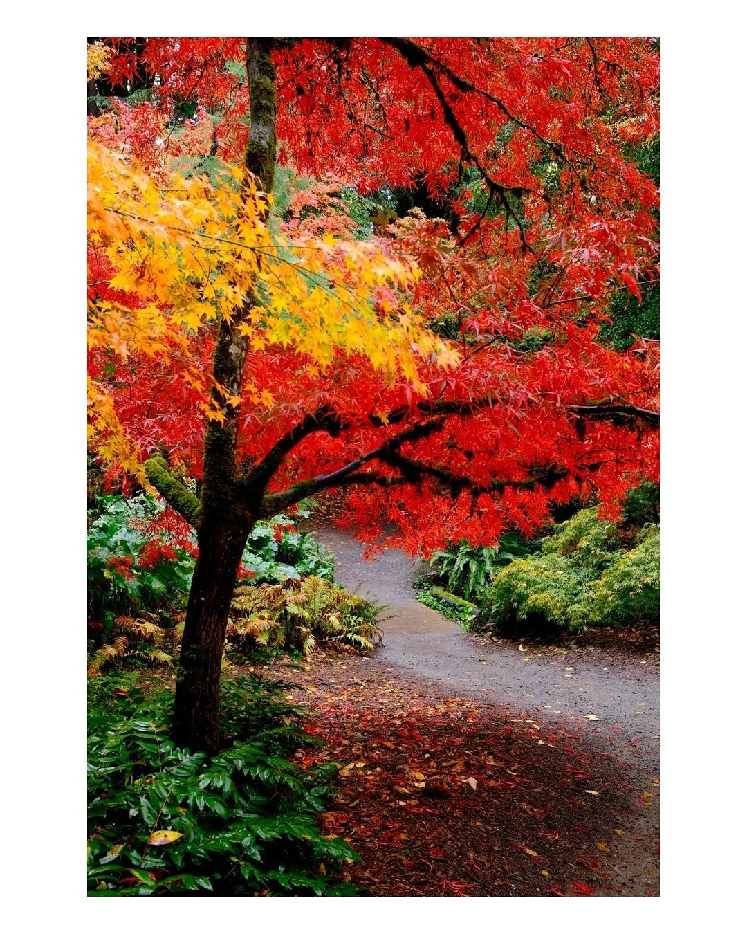 Fall set from a recent visit to the arboretum.

The UW @seattlearboretum is a special place for me. I first visited in October 2020 on a rainy day with my friend Will. We explored the Japanese Garden and the trails taken by the fall colors. Coming fr