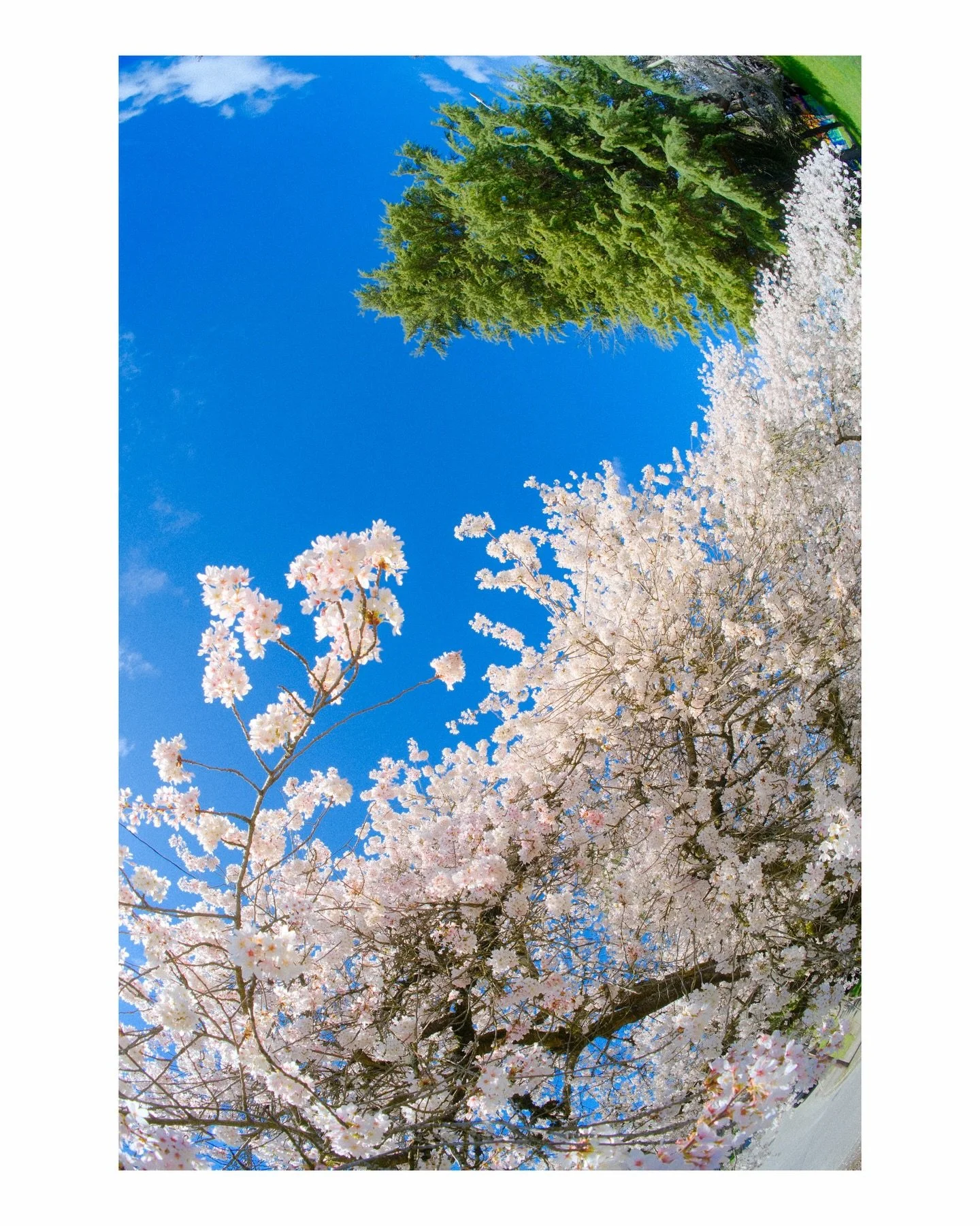 The blossoms are blooming on Aurora. A pair of my favorite trees in the city. I love watching the seasons pass through them

Ready for more days like this 🌸☀️

#cherryblossoms #seattleinbloom #astia #fujifilmcolors #springtime