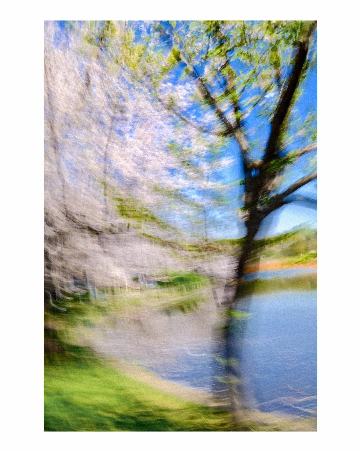 Being in Japan with @aimeeres during Spring Festival in Tokyo felt like a sunshine daydream

Spring is my favorite season, and walking through Ueno Park at peak sakura, blue skies, blooming trees, and the waterfront lined with color was everything I 