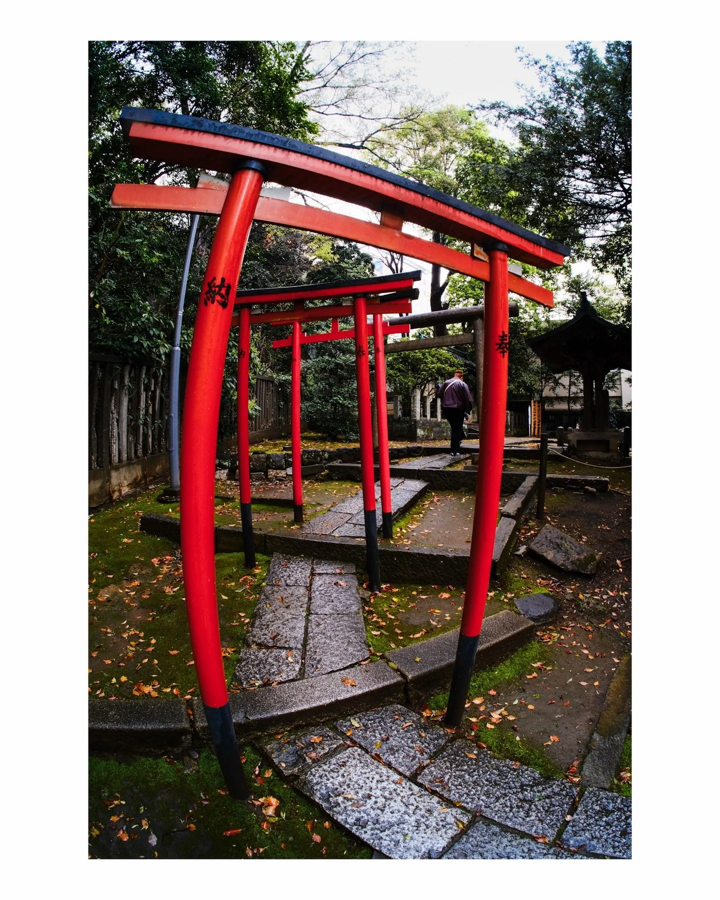 Nezu Shrine, Tokyo

#nezushrine #tokyophotography #tokyotemple #japantravel