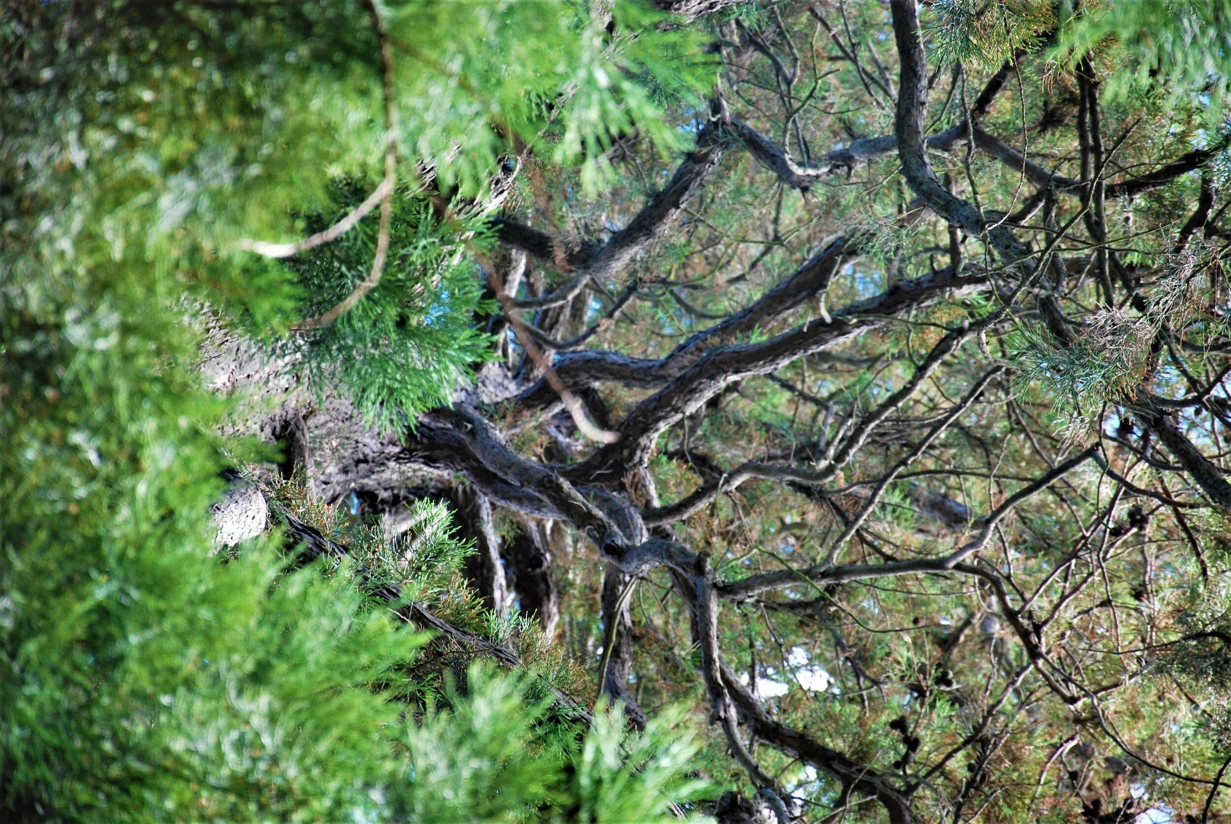 EMDR and Physical Pain