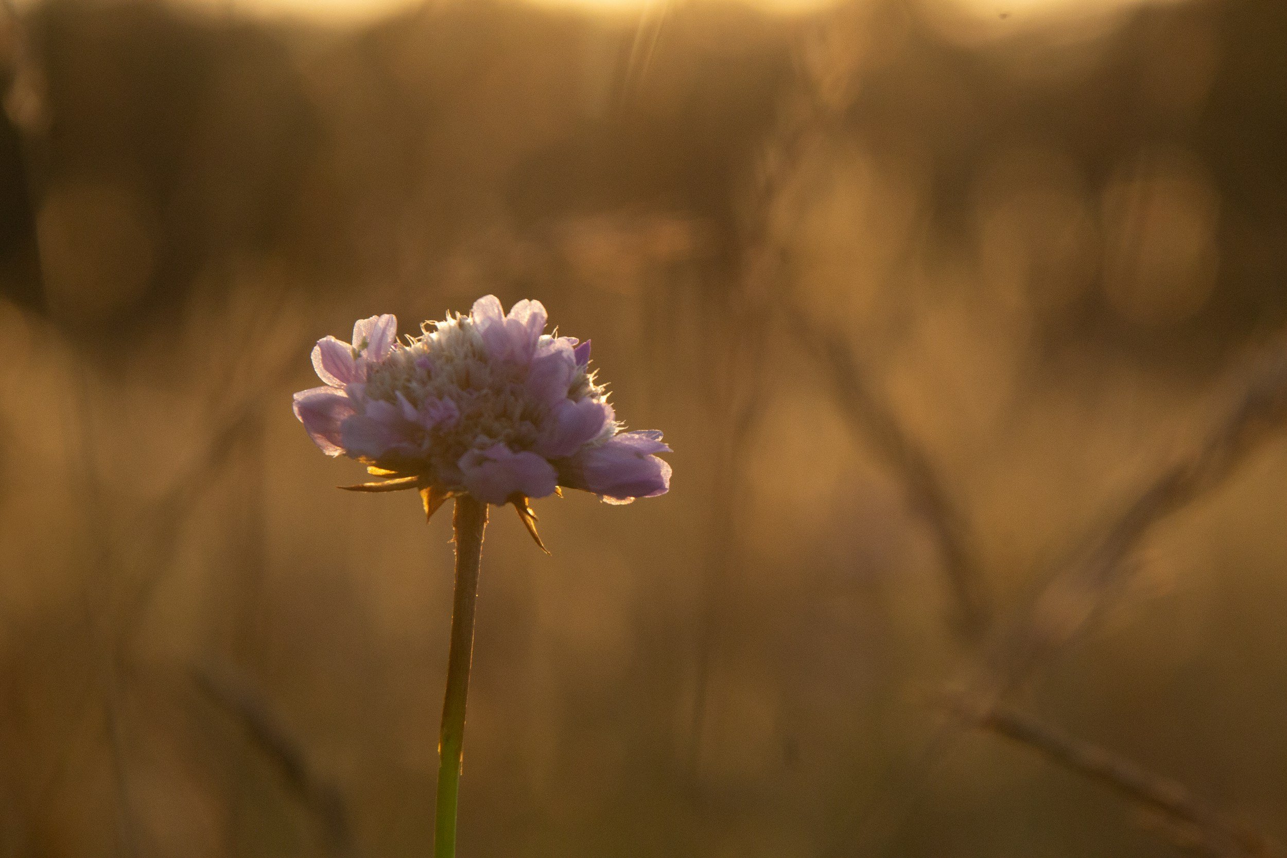 purple flower with sun representing new emotional experience