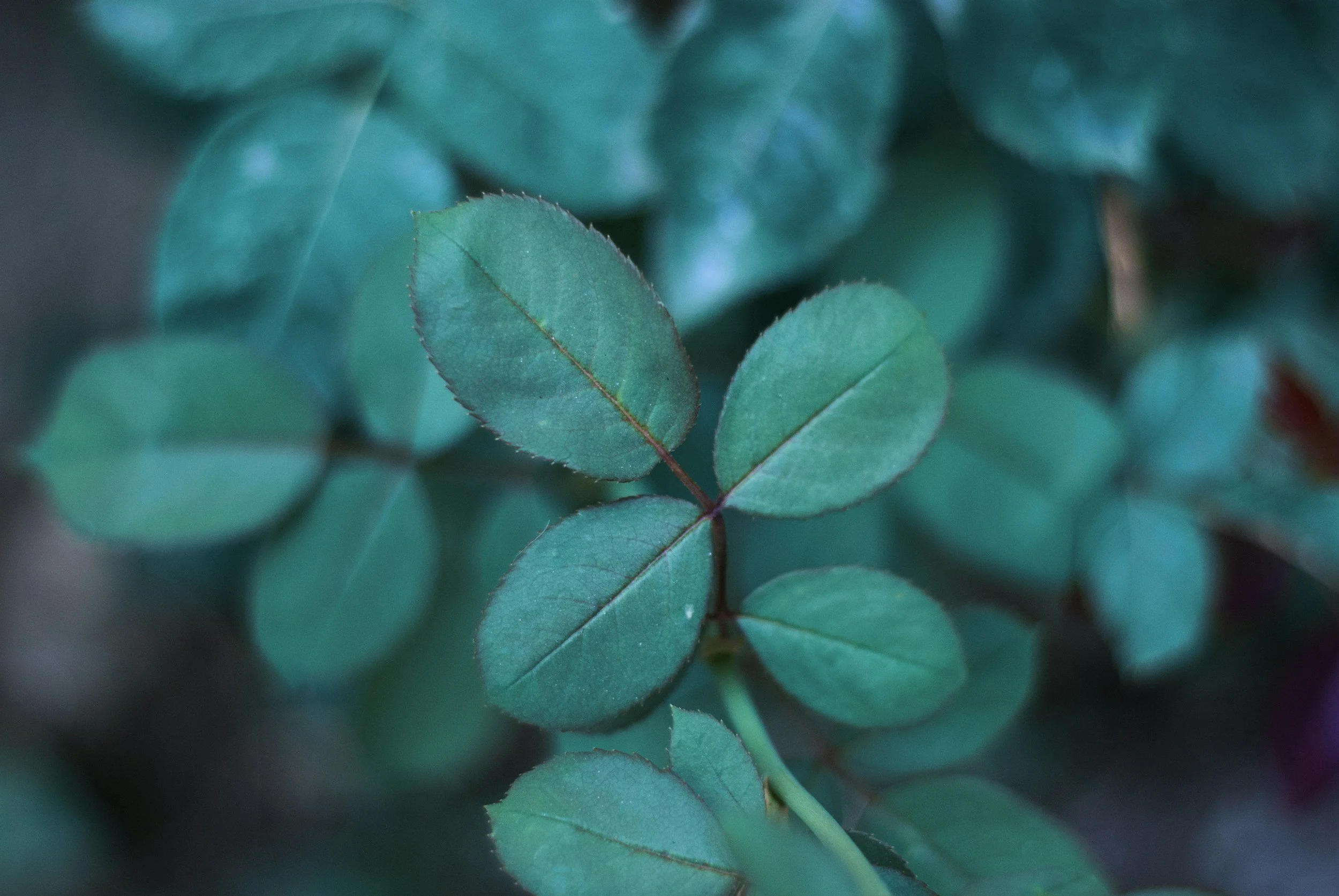 Can Stress Cause Chronic Pain? The Nervous System and the Mind-Body Connection