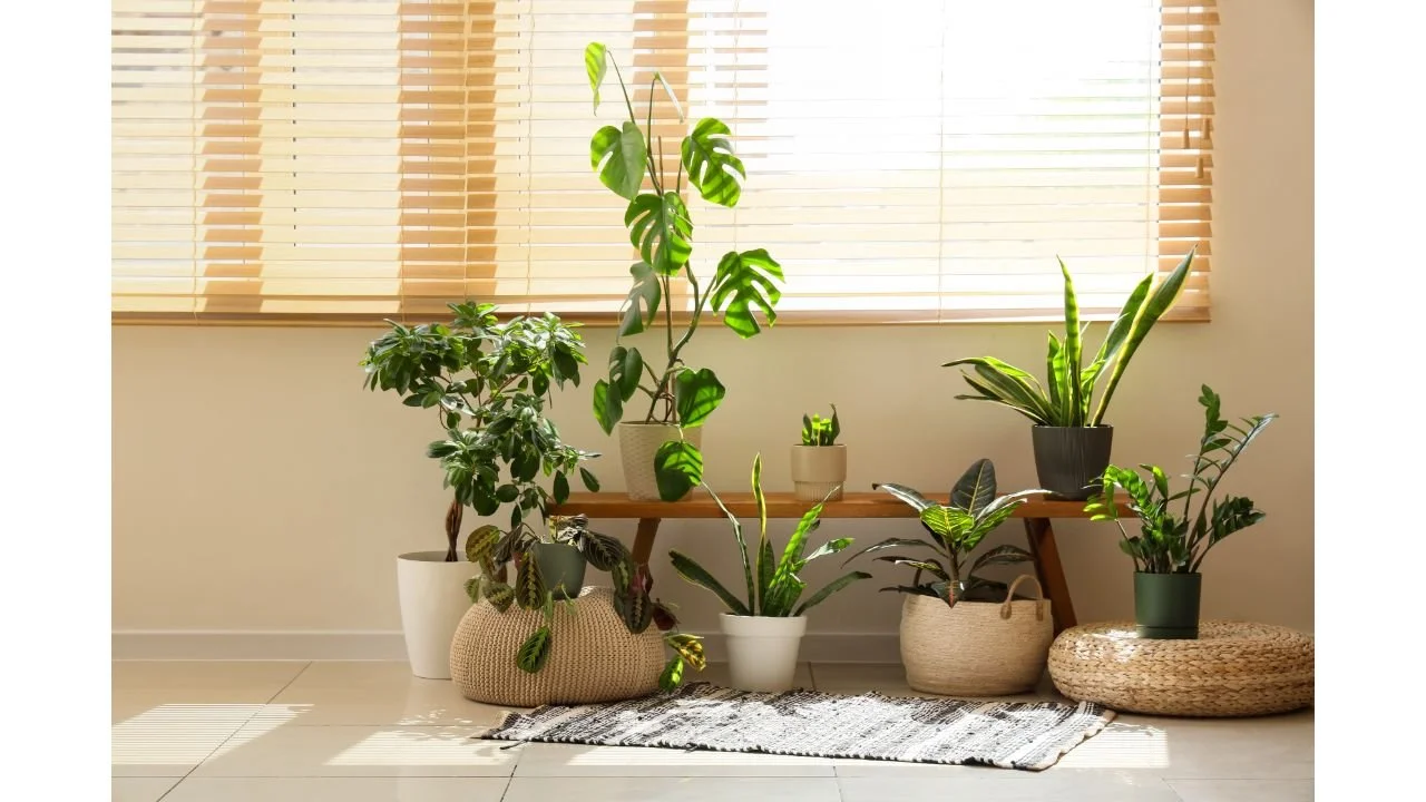 People-Pleasing &amp; Repressed Emotions