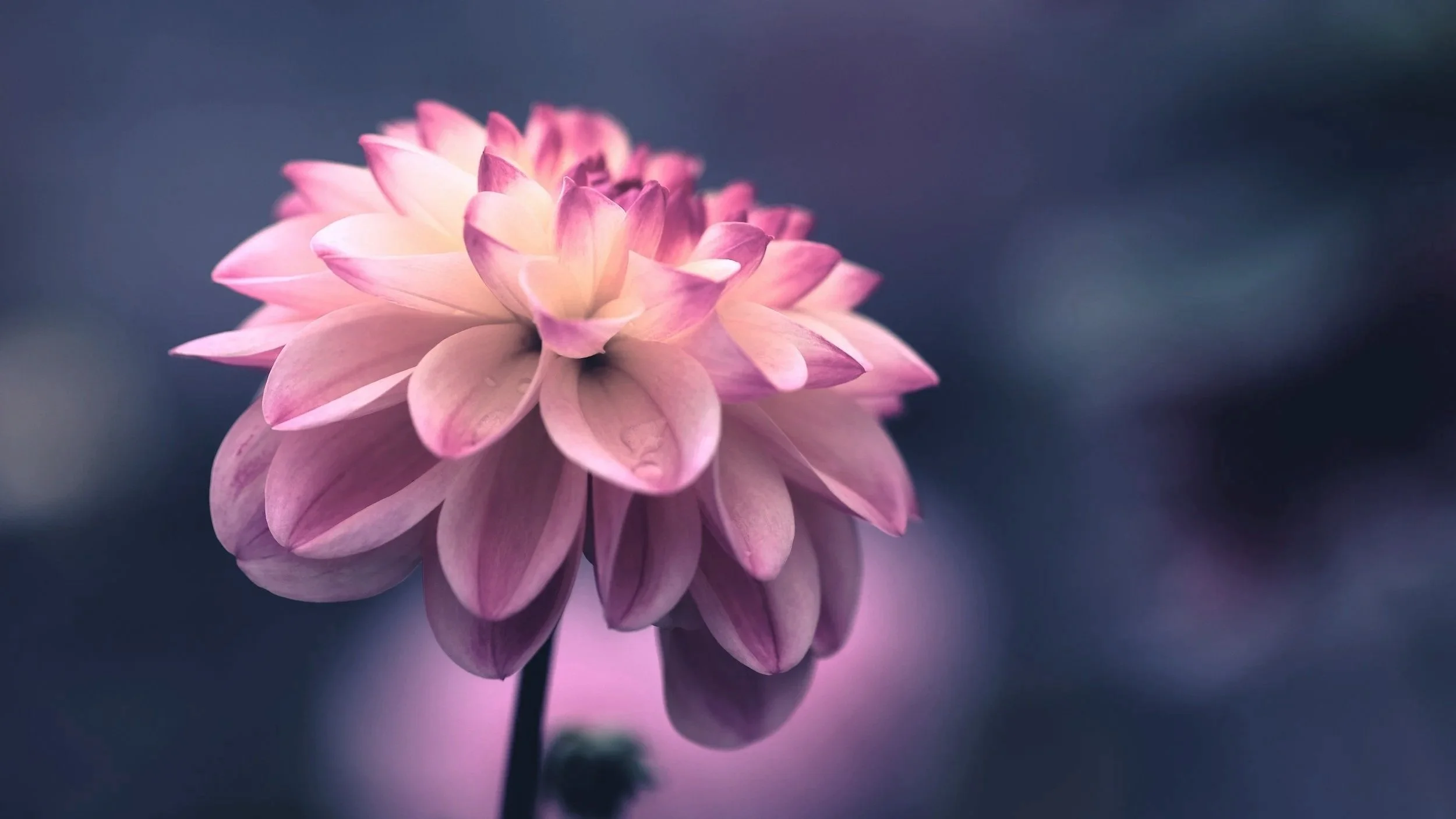 What My Bones Know: Trauma and the Body 