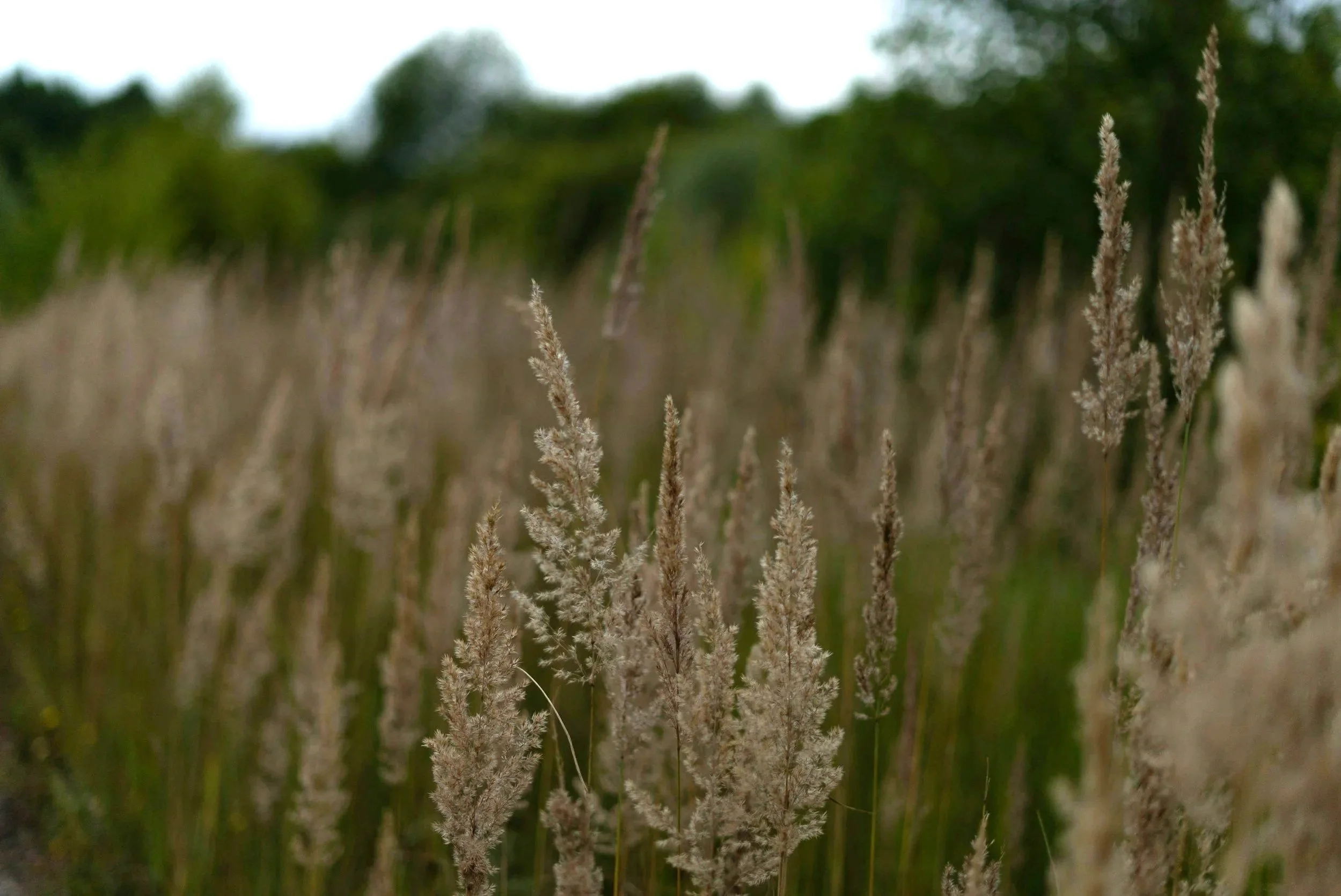 Soft grasses used to represent the body sending gentle signals rather than something being medically wrong.