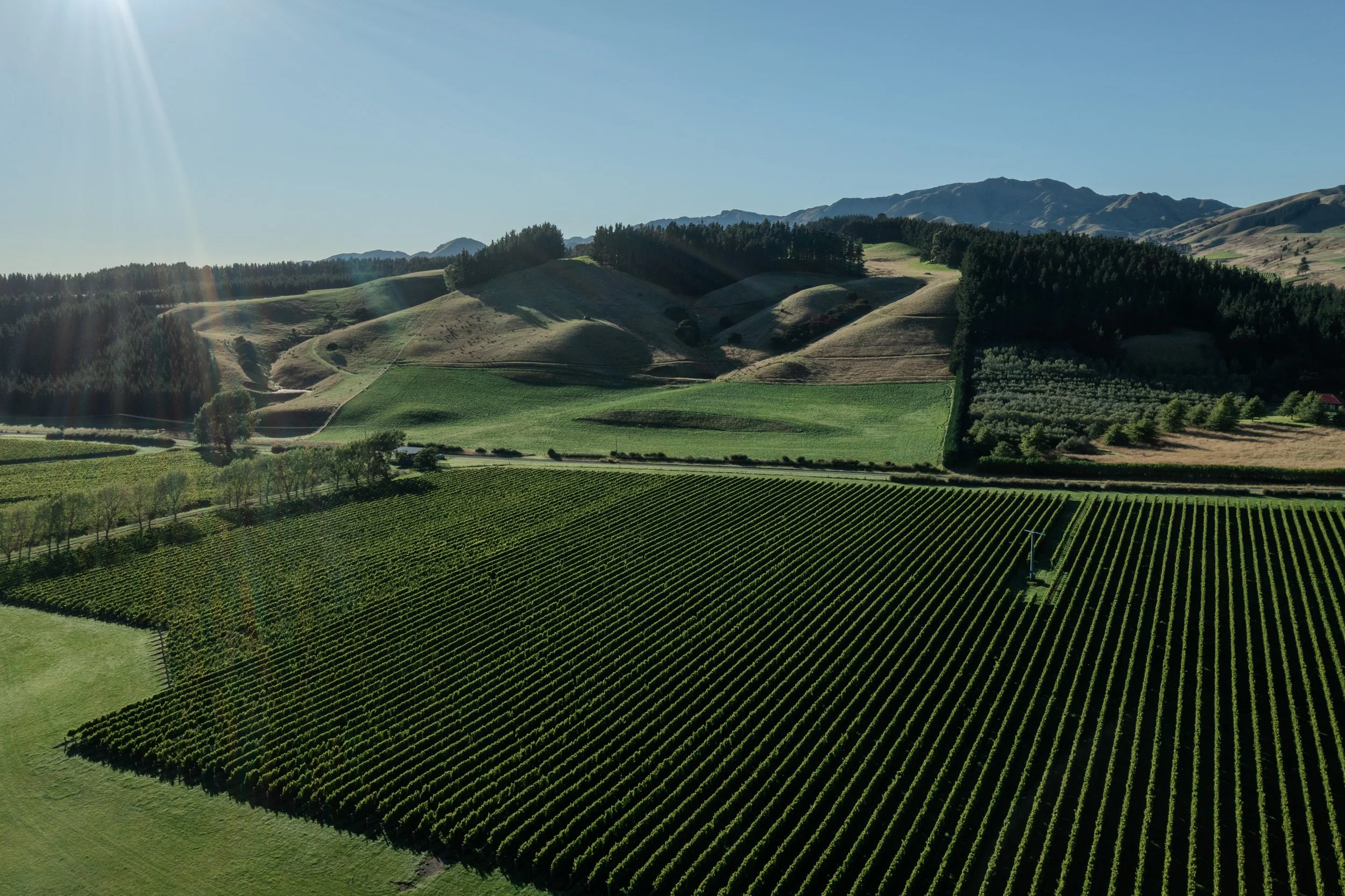Wine-AR1-4.jpg