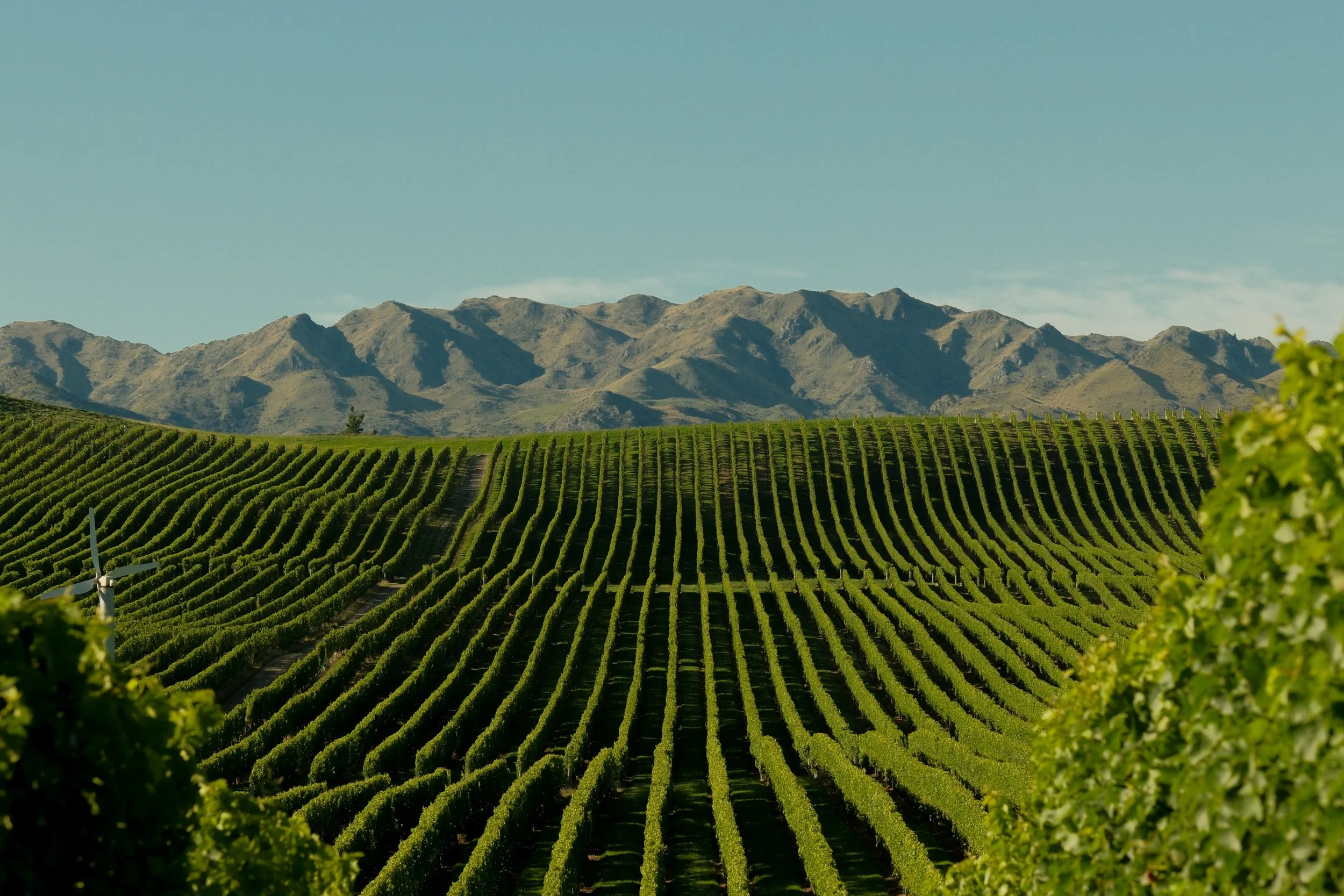 Wine-AR1-6.jpg
